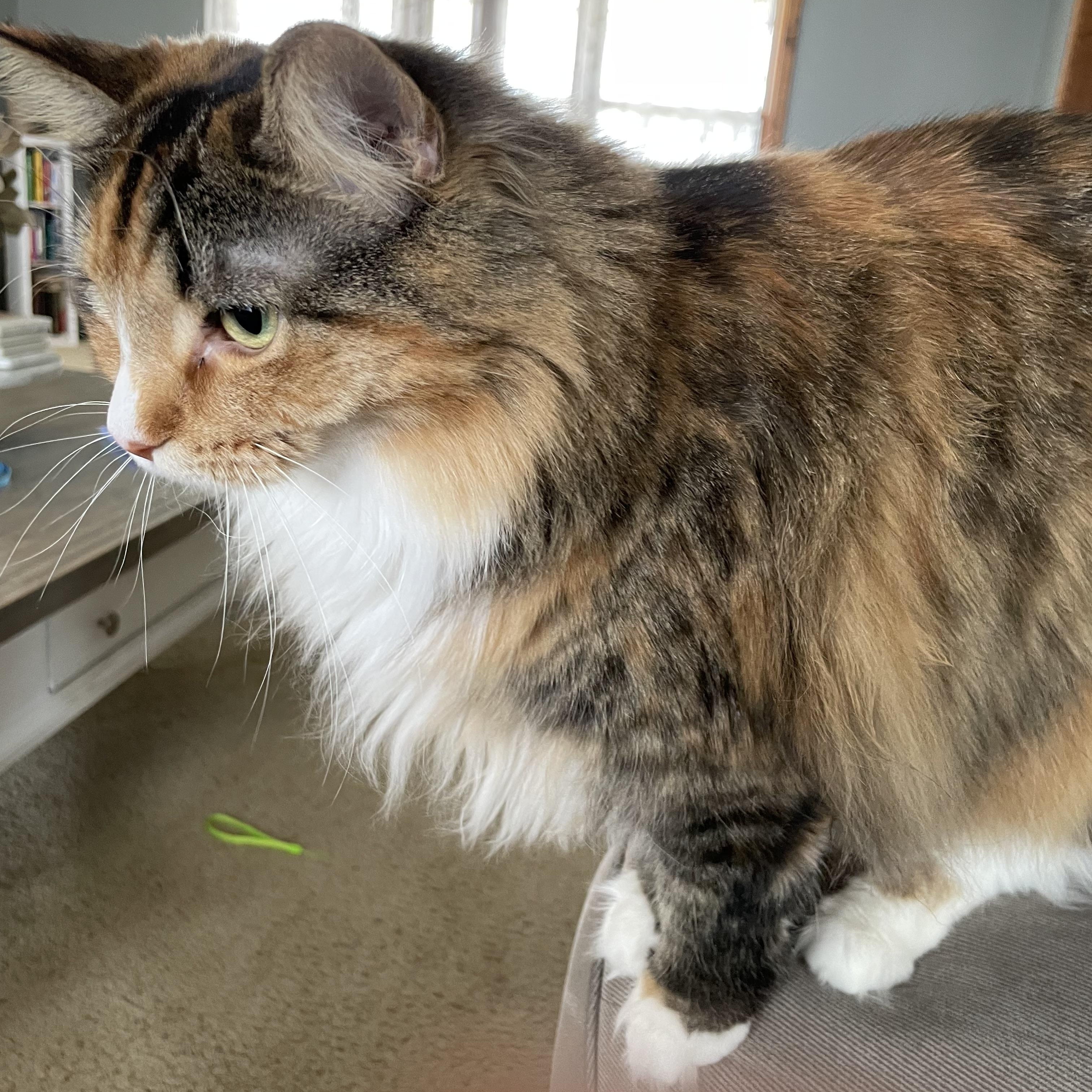Mabel courtesy post, ADOPTABLE, Adult Female Calico.