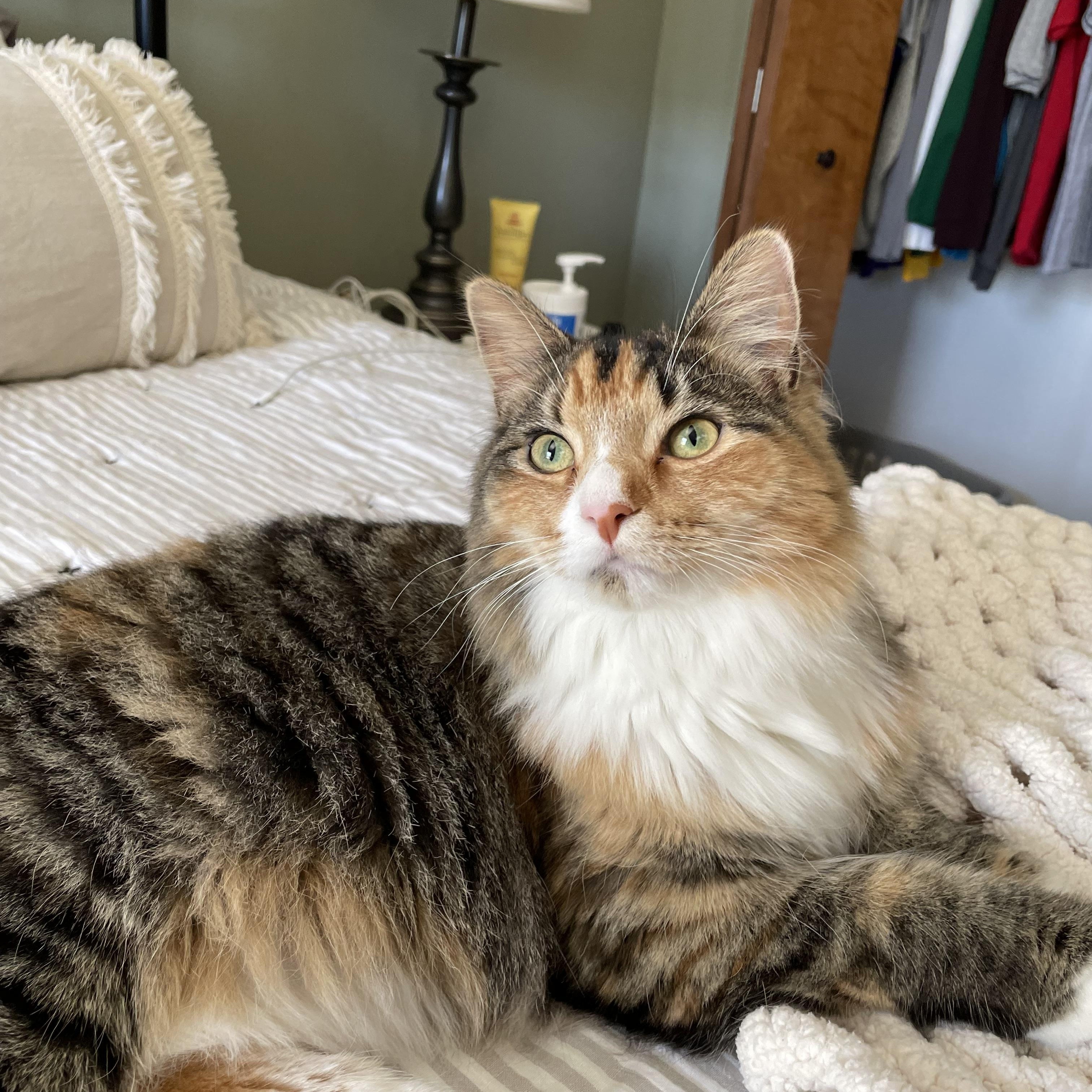 Enlarge Mabel courtesy post, a ADOPTABLE Calico in Oberlin, OH image 3/6