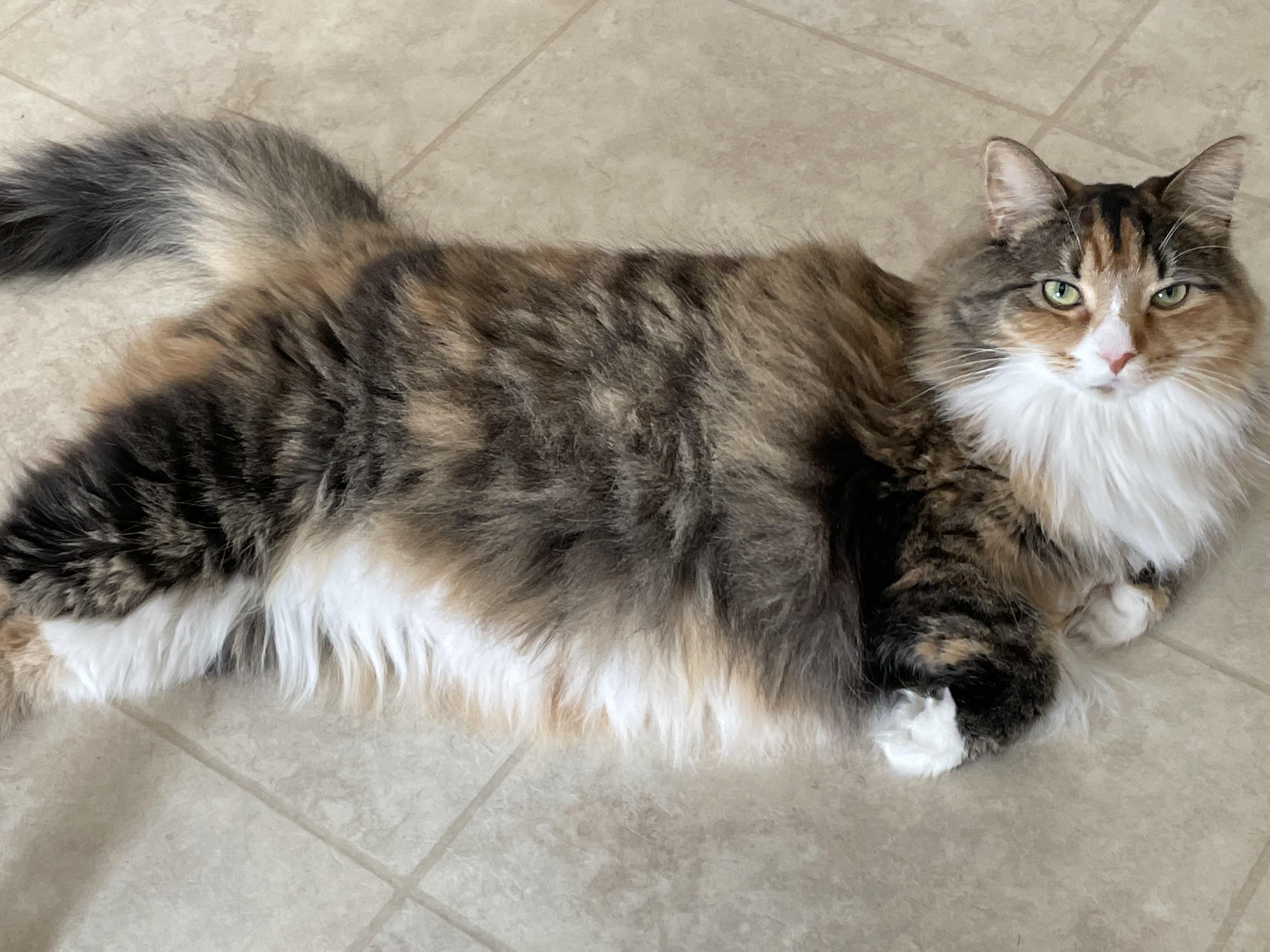 Enlarge Mabel courtesy post, a ADOPTABLE Calico in Oberlin, OH image 2/6