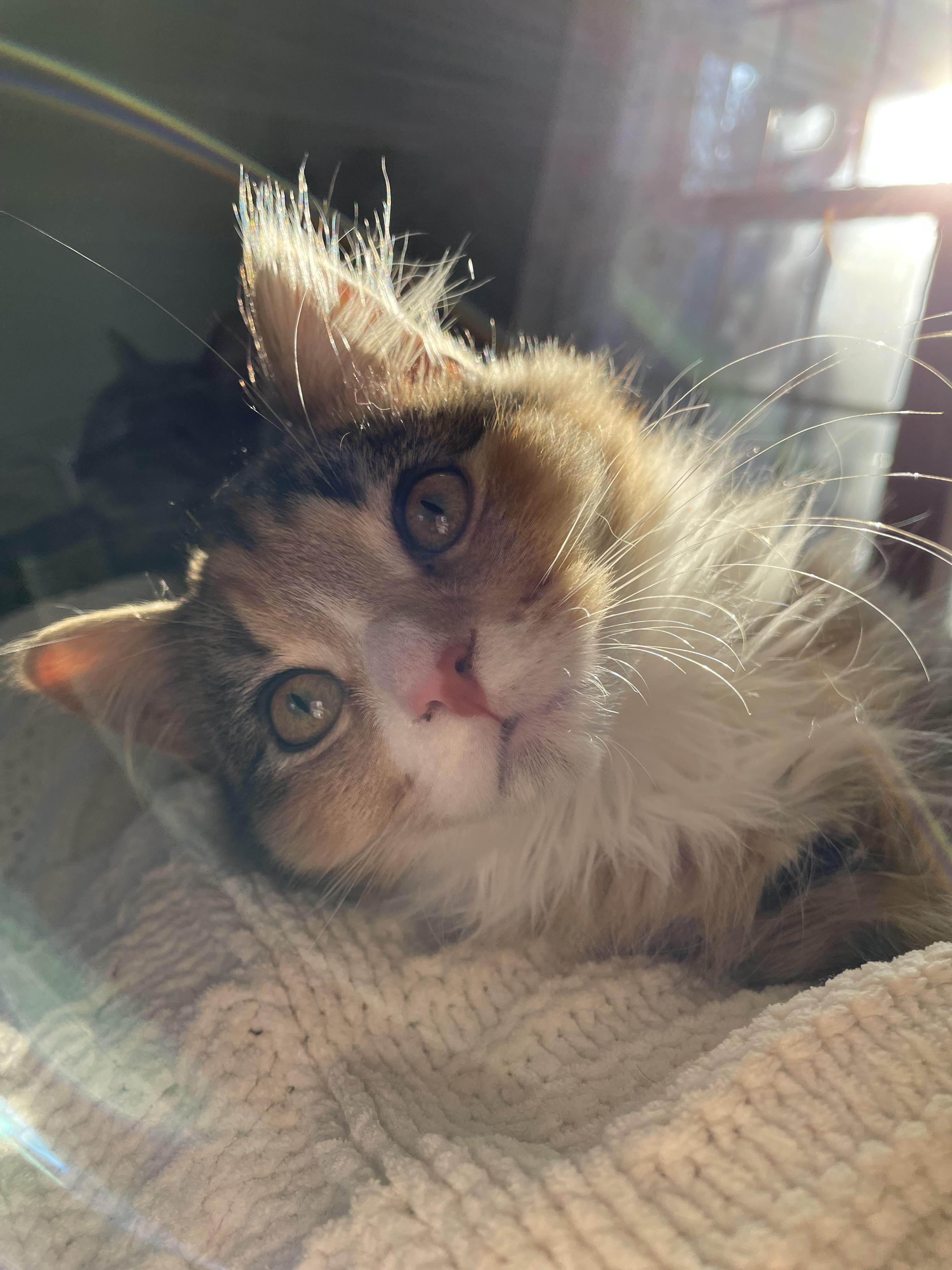 Enlarge Mabel courtesy post, a ADOPTABLE Calico in Oberlin, OH image 6/6