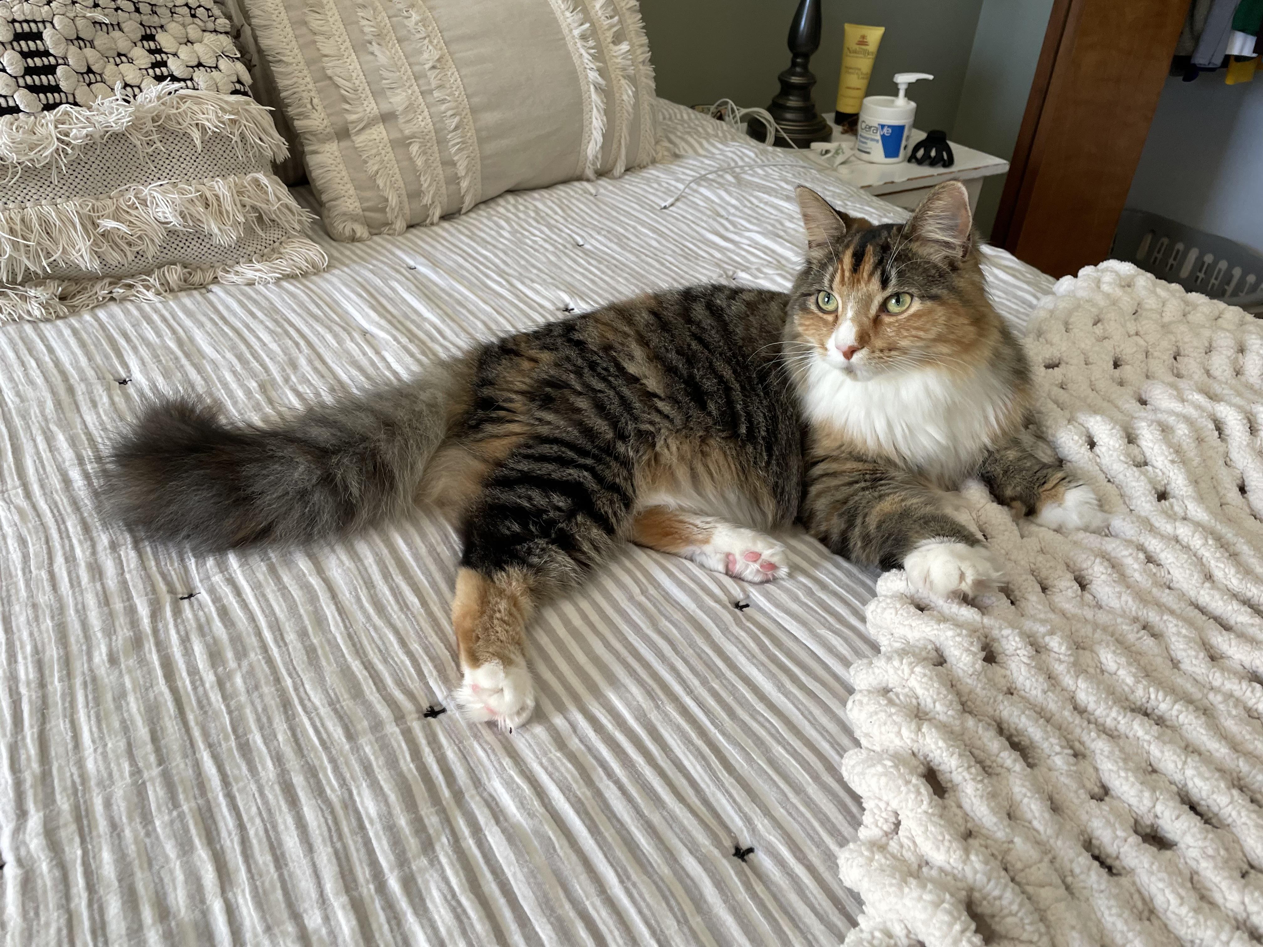 Enlarge Mabel courtesy post, a ADOPTABLE Calico in Oberlin, OH image 4/6