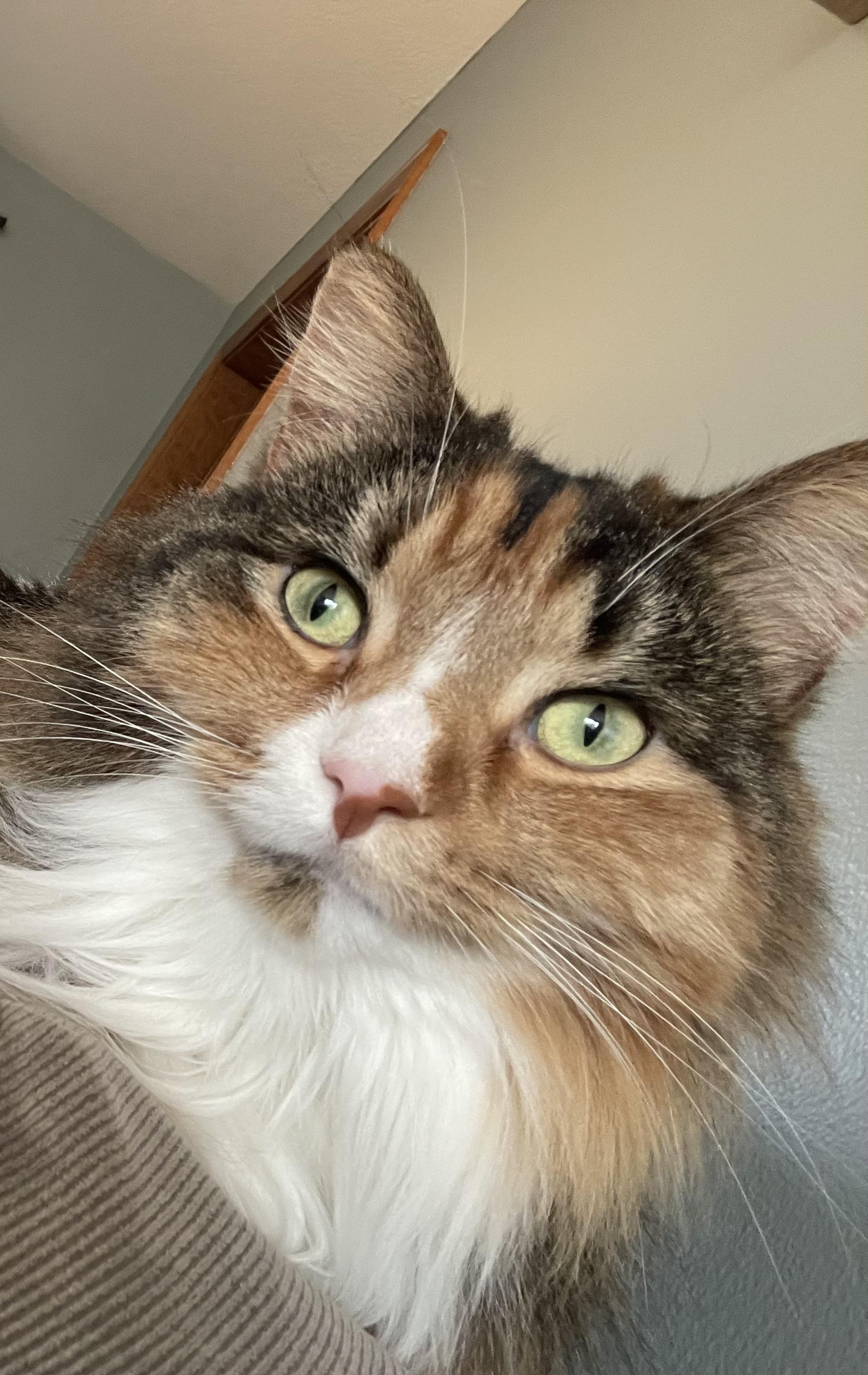 Enlarge Mabel courtesy post, a ADOPTABLE Calico in Oberlin, OH image 5/6