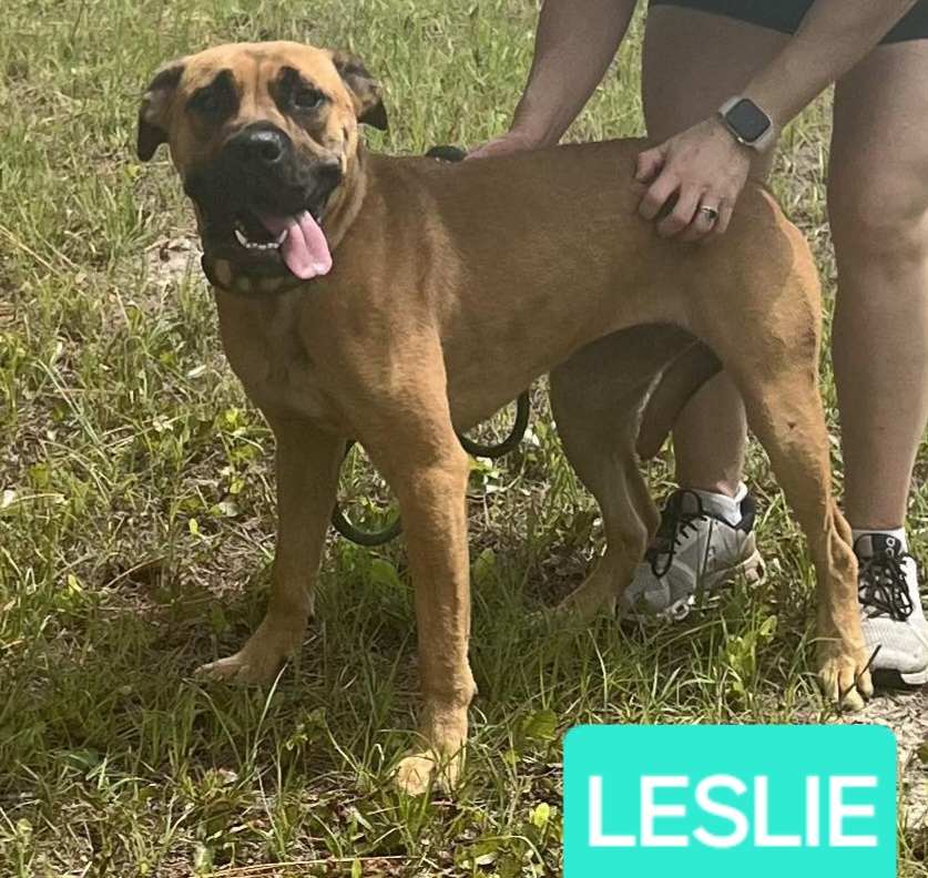 Leslie, an adopted Mixed Breed in Palatka, FL_image-1