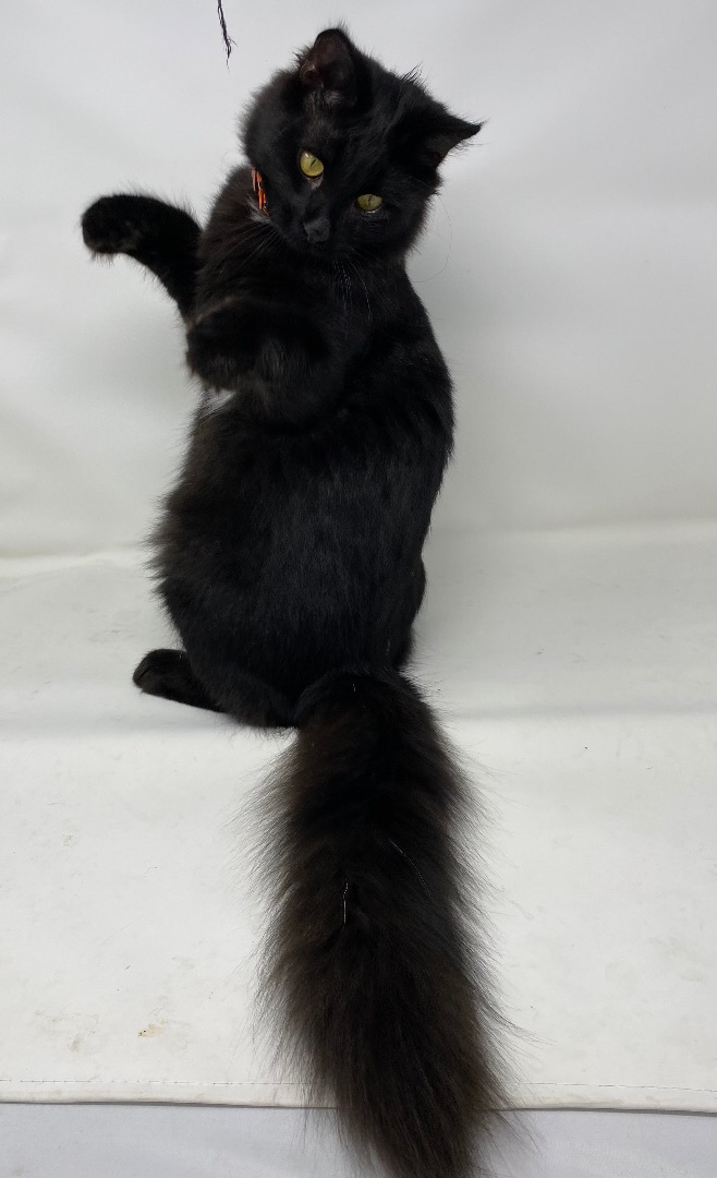 Bear, Adopted, Kitten Male Maine Coon.