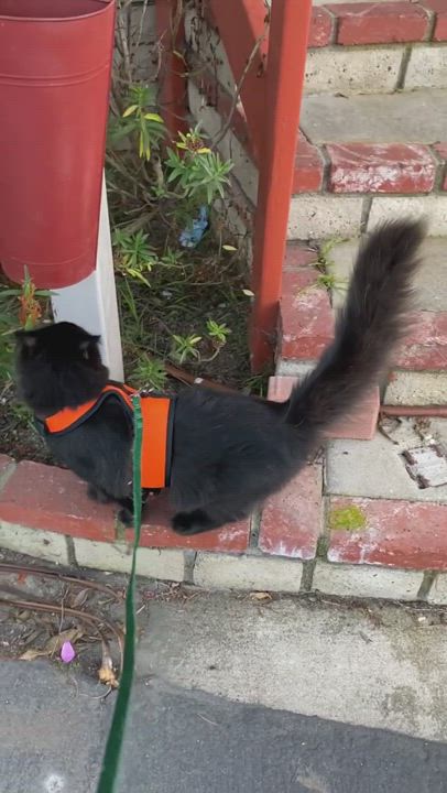 Enlarge Bear, a Adopted Maine Coon in Costa Mesa, CA video 6/6