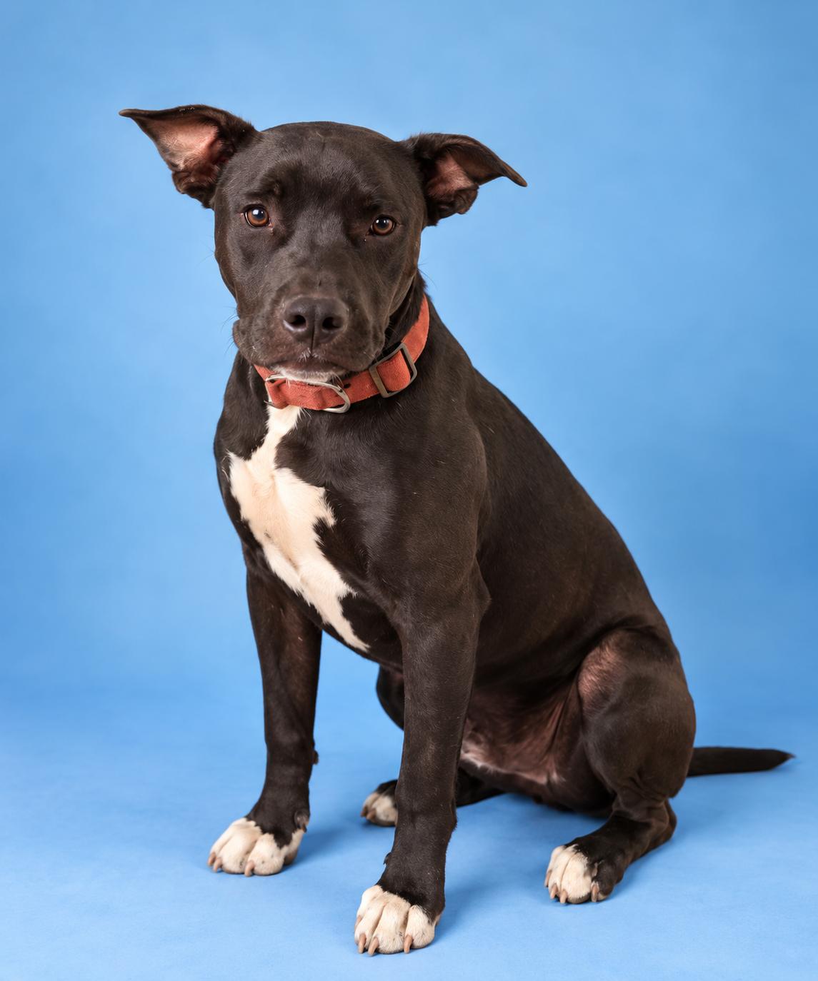Enlarge Geodude, a ADOPTABLE mixed breed in Lodi, CA image 3/4