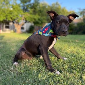 Enlarge Geodude, a ADOPTABLE mixed breed in Lodi, CA image 2/4