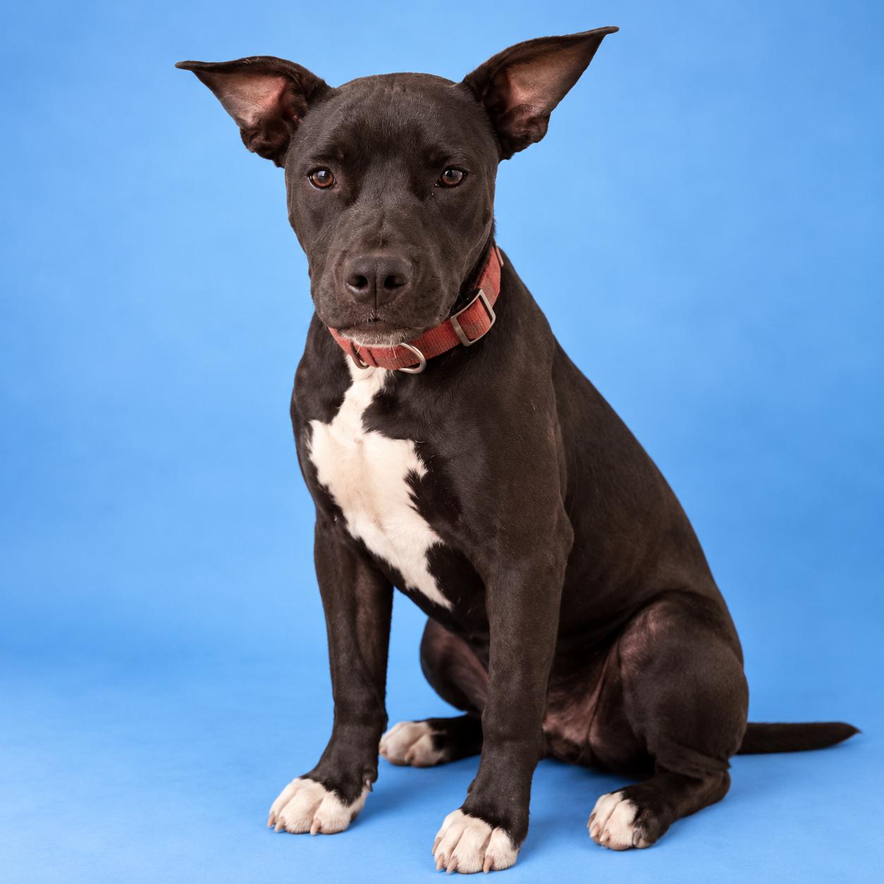 Geodude, ADOPTABLE, Puppy Male Staffordshire Bull Terrier.