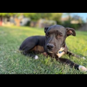 Enlarge Geodude, a ADOPTABLE mixed breed in Lodi, CA image 4/4
