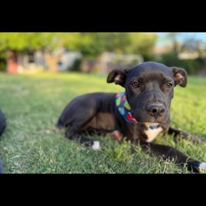 Enlarge Geodude, a ADOPTABLE mixed breed in Lodi, CA image 3/4
