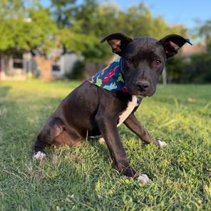Enlarge Geodude, a ADOPTABLE mixed breed in Lodi, CA image 1/4