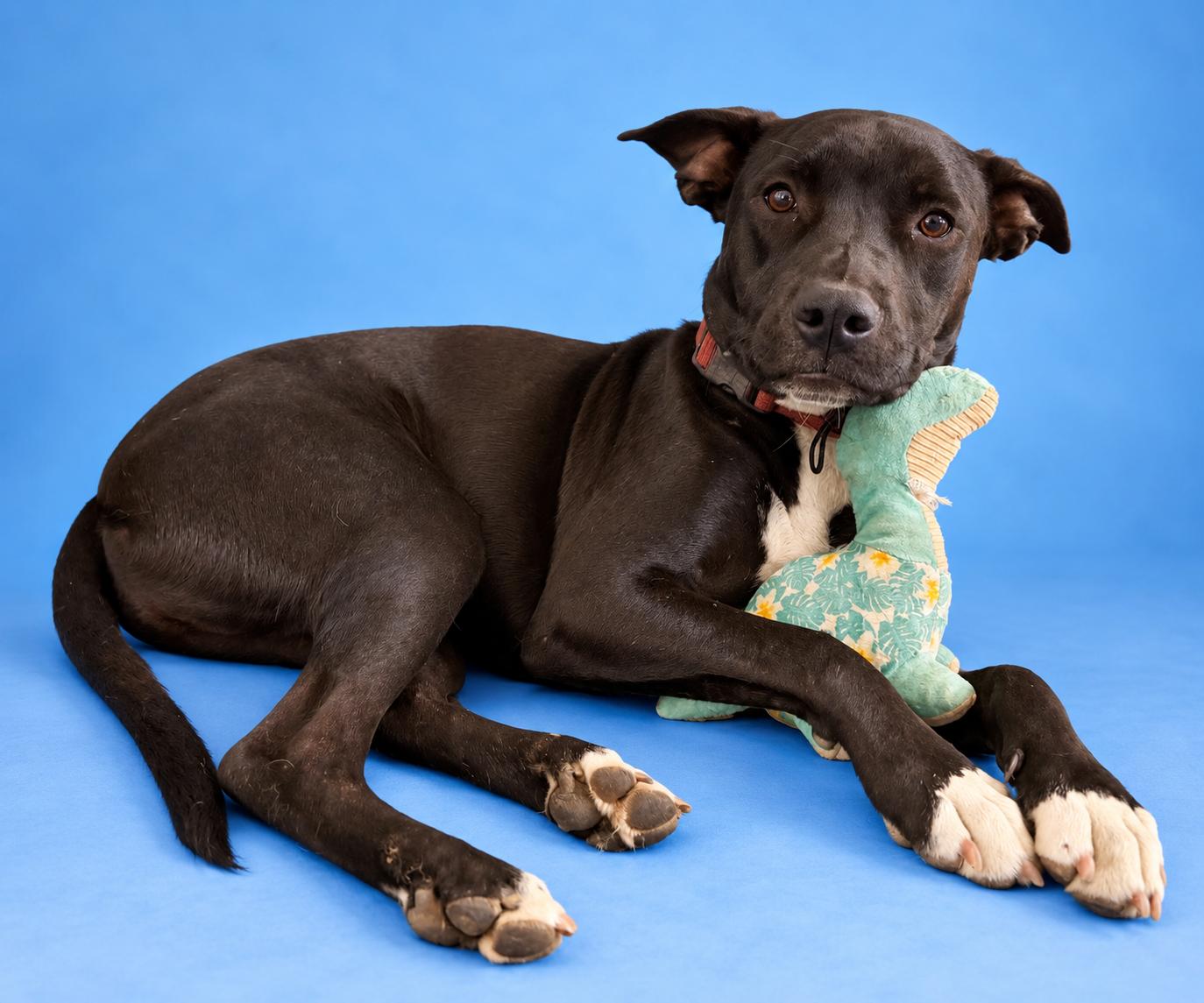 Enlarge Geodude, a ADOPTABLE mixed breed in Lodi, CA image 2/4