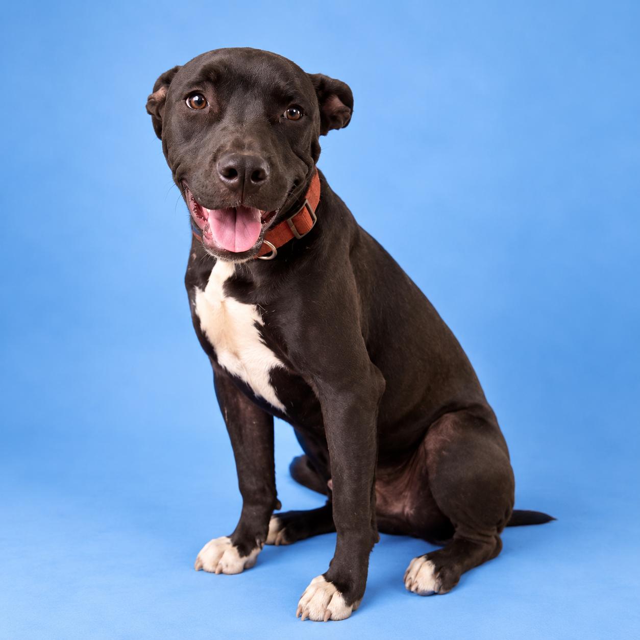 Enlarge Geodude, a ADOPTABLE mixed breed in Lodi, CA image 4/4