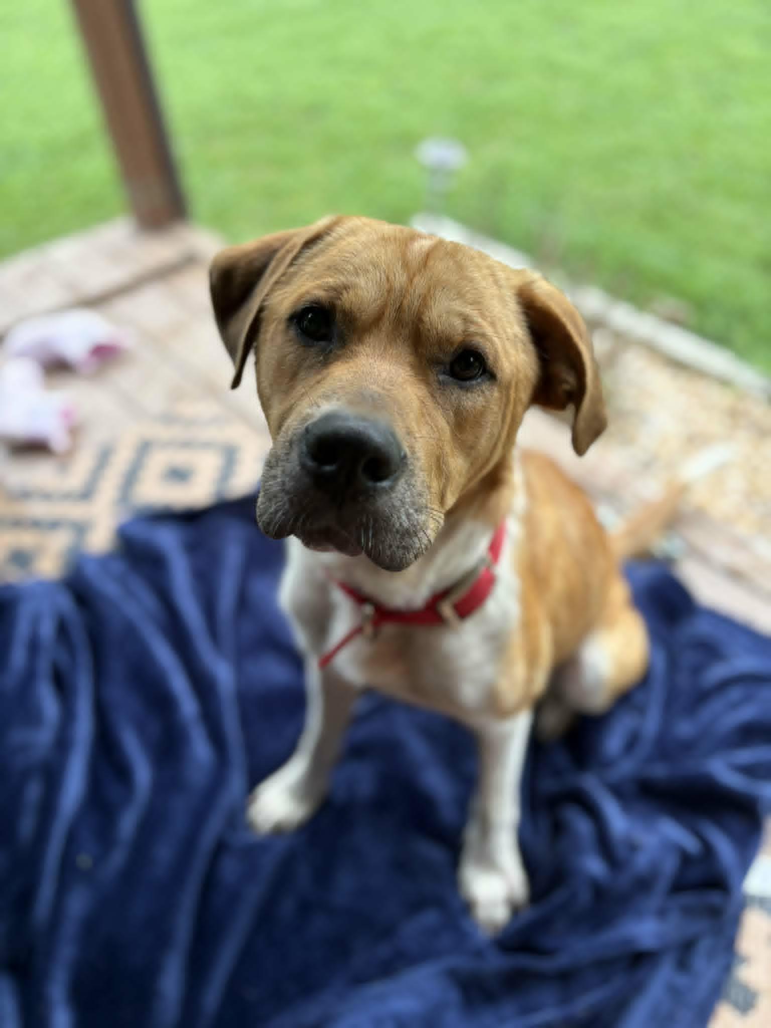 Jesse, Adoptable, Adult Male Labrador Retriever & Hound.