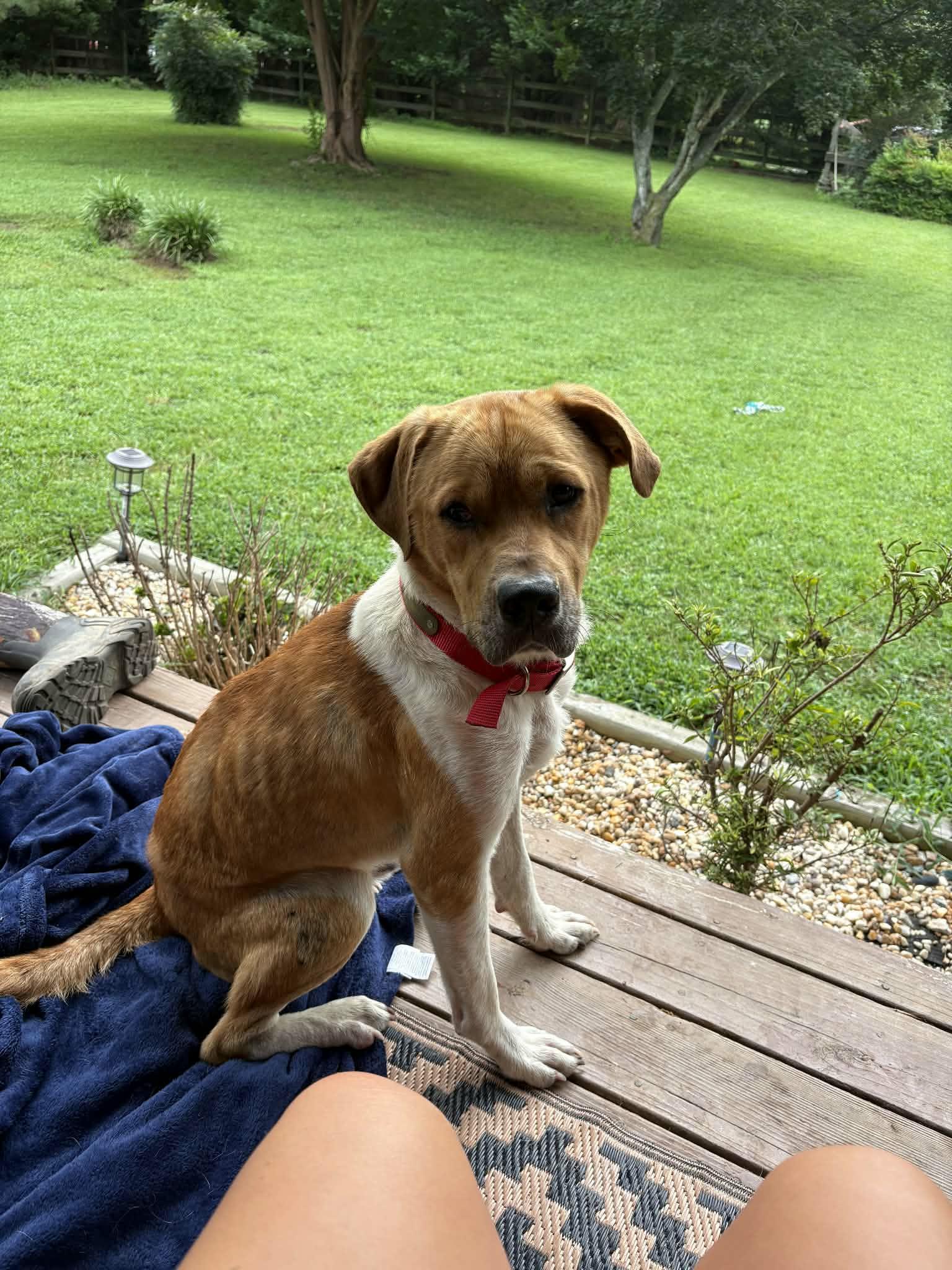 Enlarge Jesse, a Adoptable mixed breed in Franklin, VA image 2/3