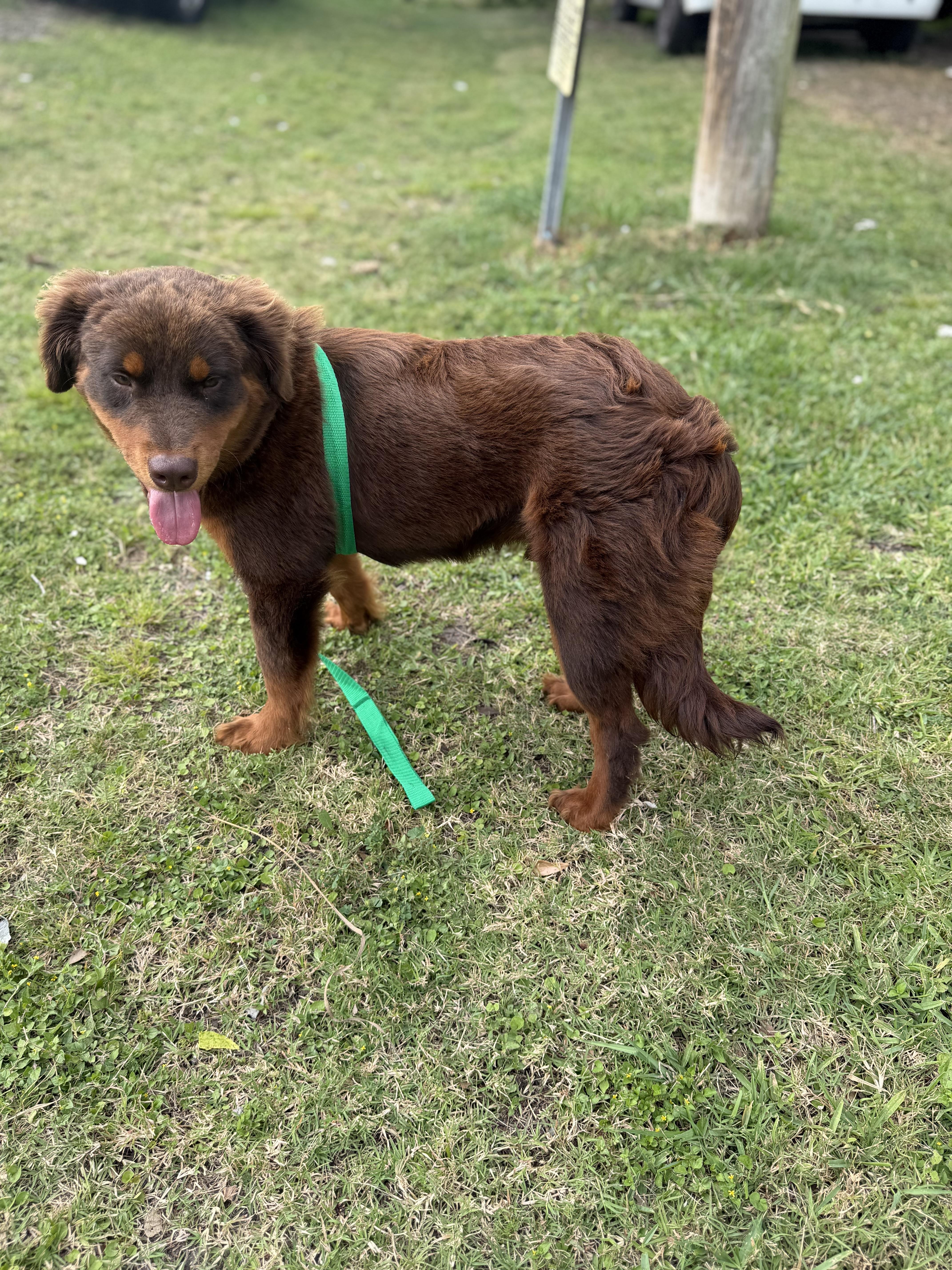 Enlarge Fluffy - Local April 24-26, an adopted mixed breed in Warwick, RI image 2/4