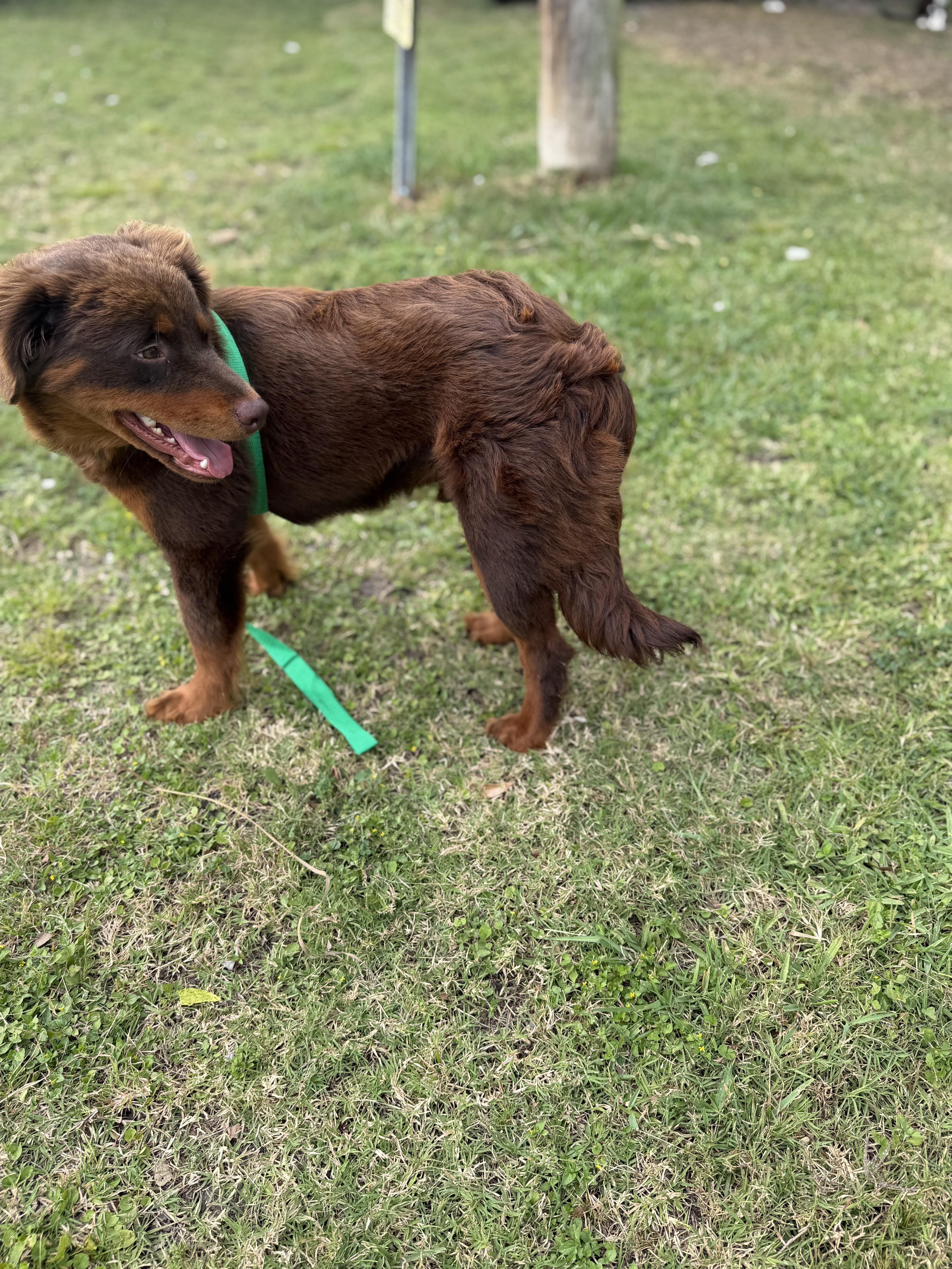 Enlarge Fluffy - Local April 24-26, an adopted mixed breed in Warwick, RI image 3/4