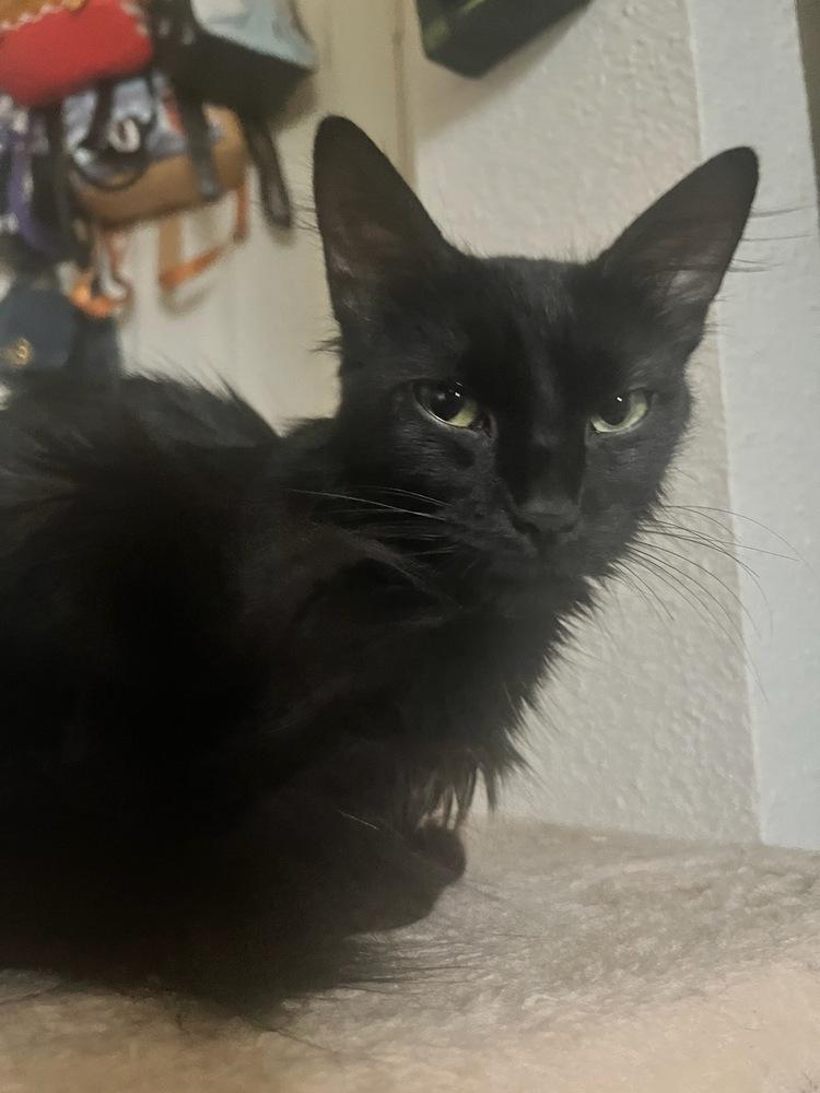Onyx Bond, a Adopted Domestic Medium Hair in Jemez Pueblo, NM image 1/4