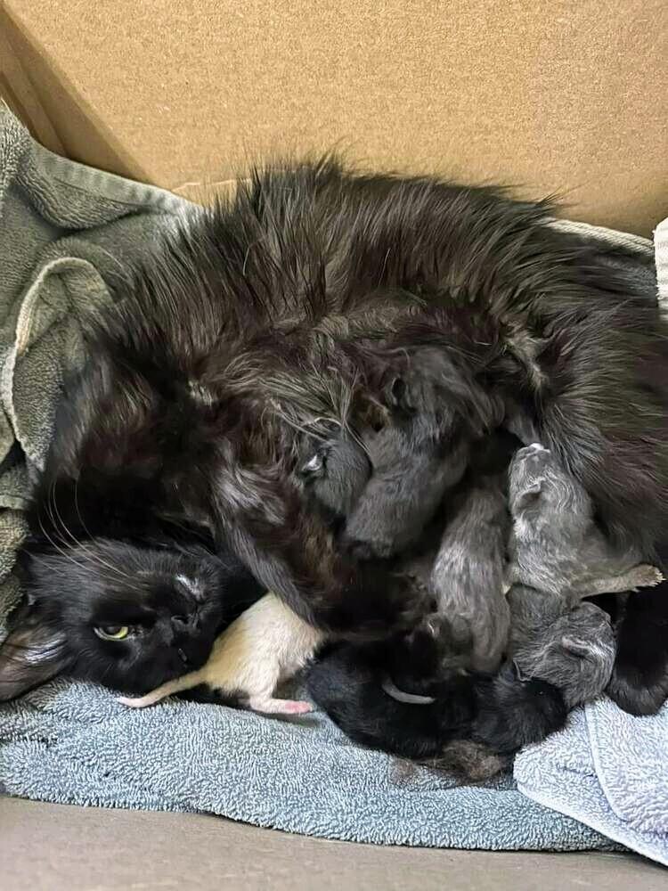 Onyx Bond, a Adopted Domestic Medium Hair in Jemez Pueblo, NM image 2/4