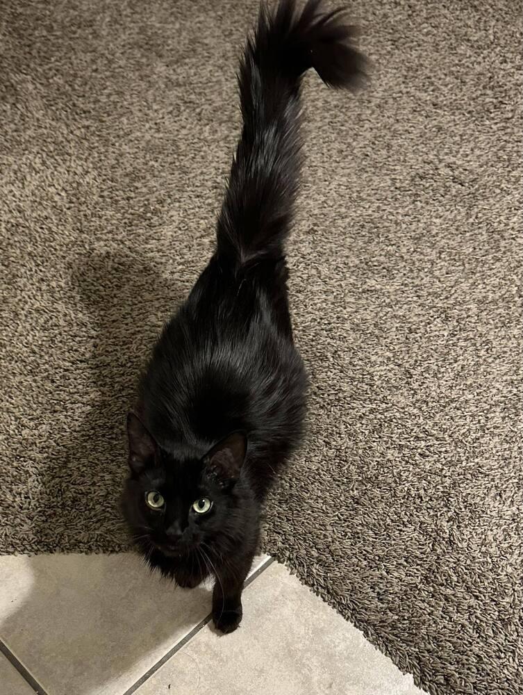 Onyx Bond, a Adopted Domestic Medium Hair in Jemez Pueblo, NM image 3/4