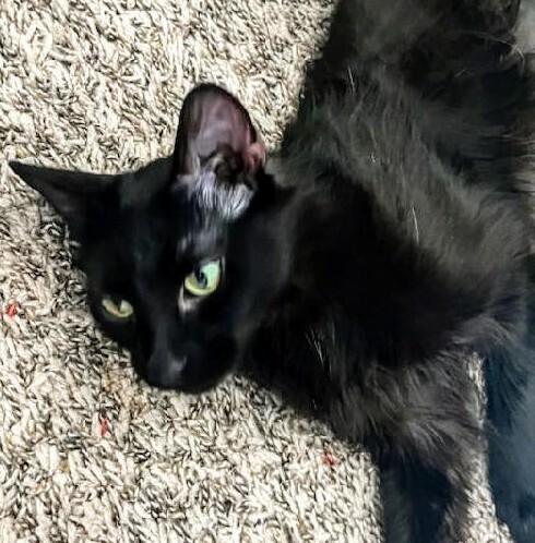 Onyx Bond, a Adopted Domestic Medium Hair in Jemez Pueblo, NM image 4/4