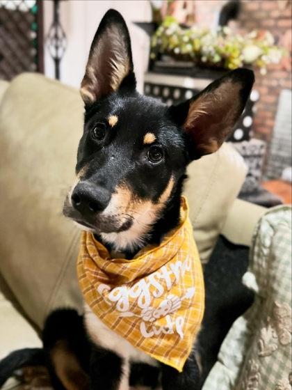 Enlarge Jasper, a Adoptable mixed breed in Malvern, PA image 1/3