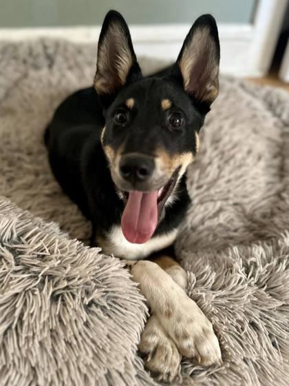 Enlarge Jasper, a Adoptable mixed breed in Malvern, PA image 2/3