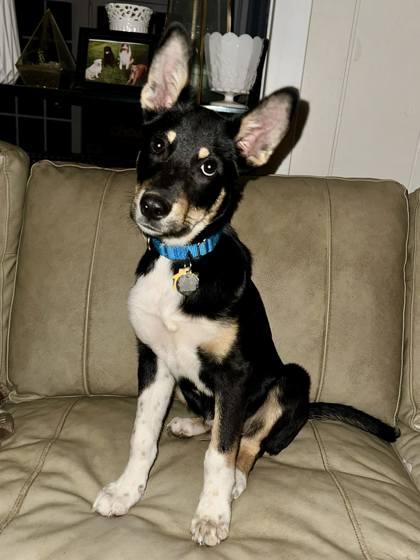 Enlarge Jasper, a Adoptable mixed breed in Malvern, PA image 3/3