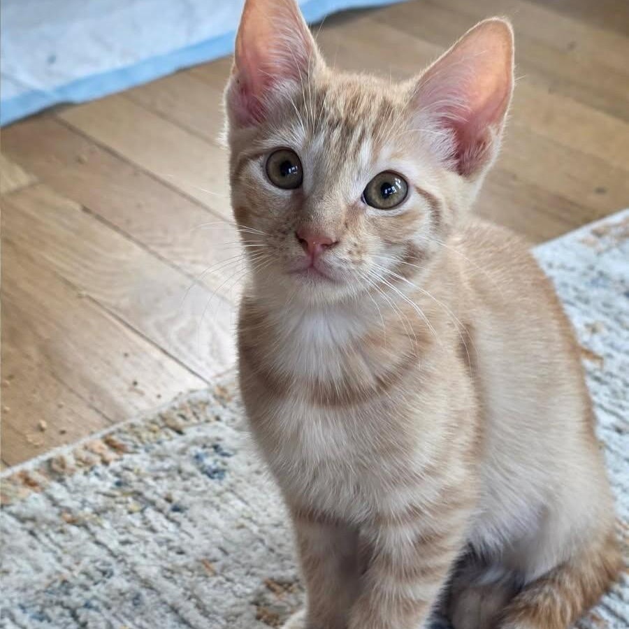 Haven, Adoptable, Young Male Domestic Short Hair.
