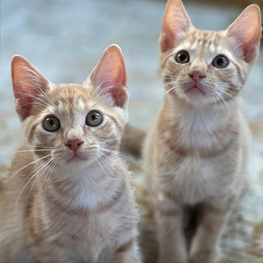 Haven, Adoptable, Young Male Domestic Short Hair.