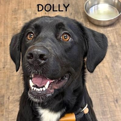 DOLLY, adopted, Young Female Black Labrador Retriever.
