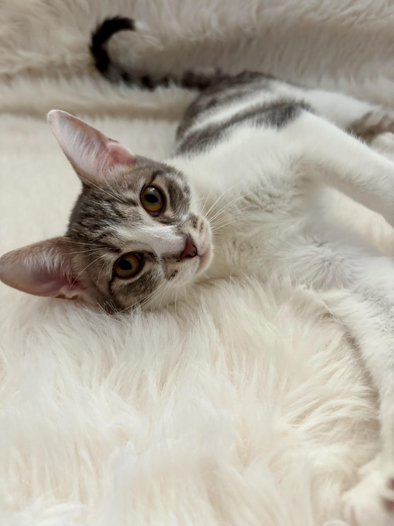 Tart, a Adoptable Domestic Short Hair image 4/6