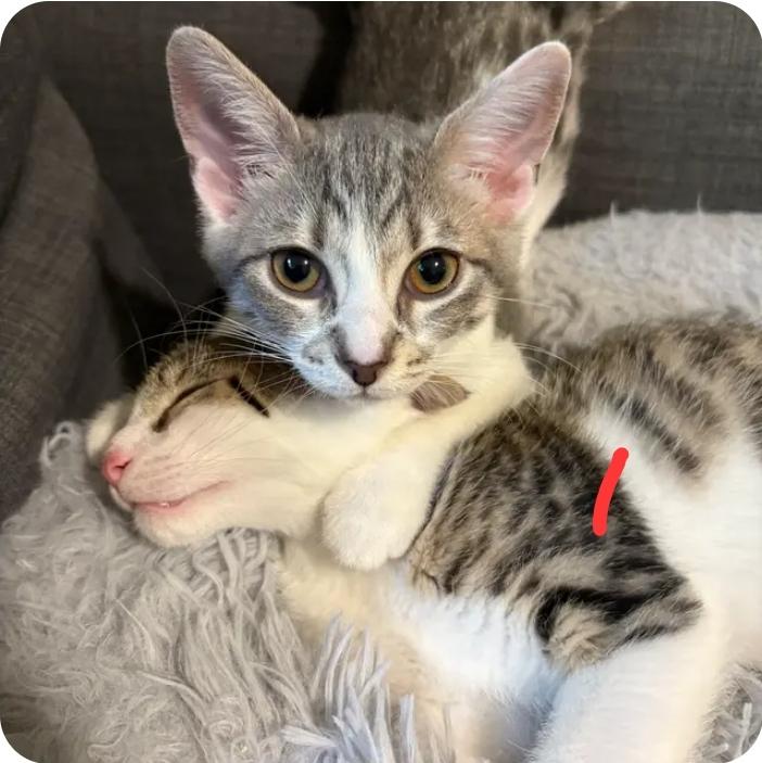 Tart, a Adoptable Domestic Short Hair image 6/6