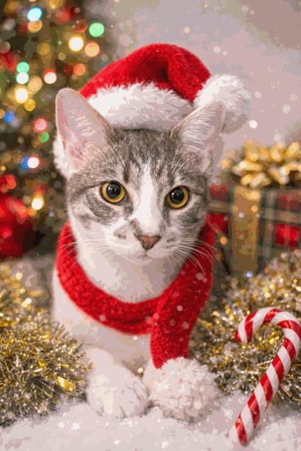 Enlarge Tart, a Adoptable Domestic Short Hair in Royal Oak, MI image 2/6