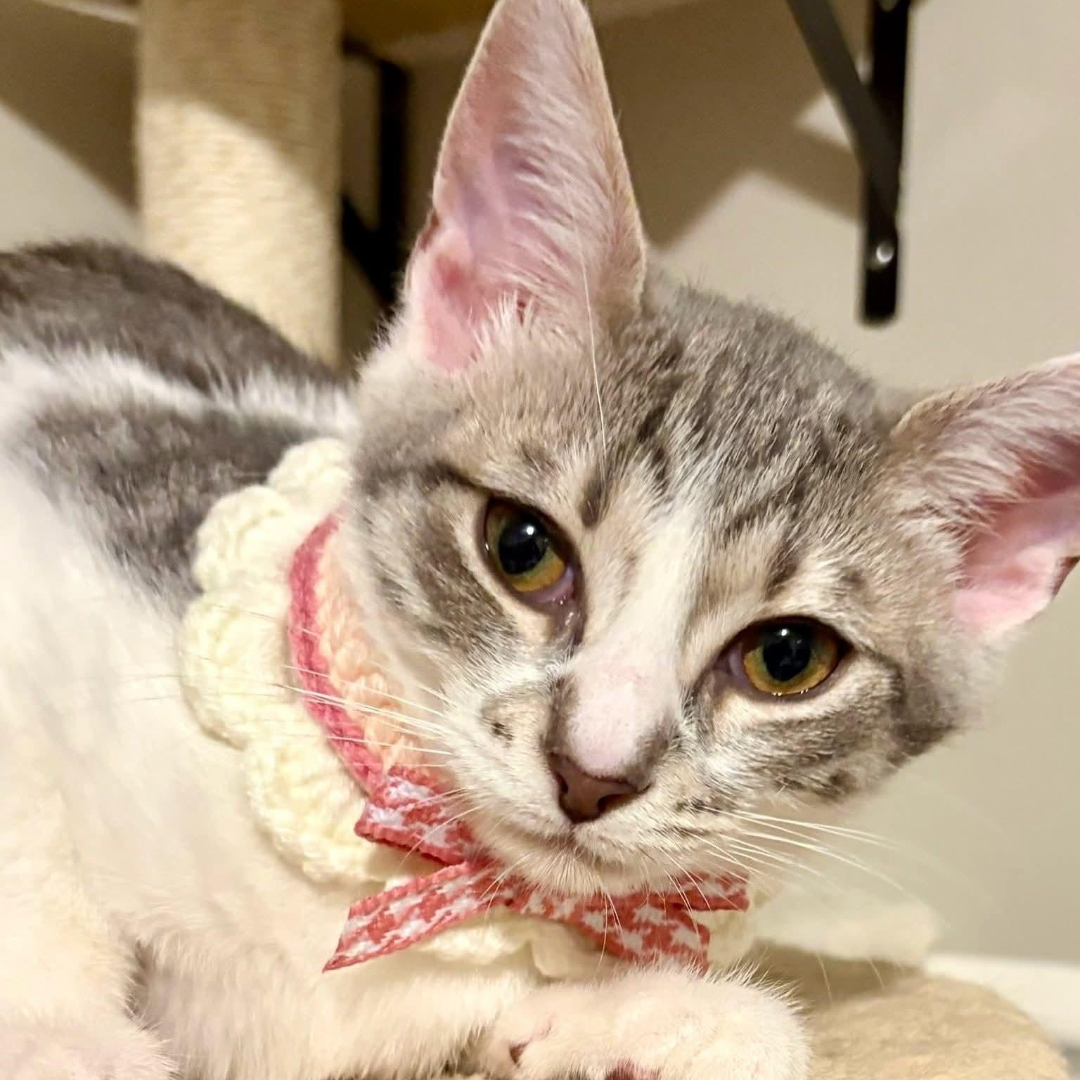 Tart, a Adoptable Domestic Short Hair image 5/6