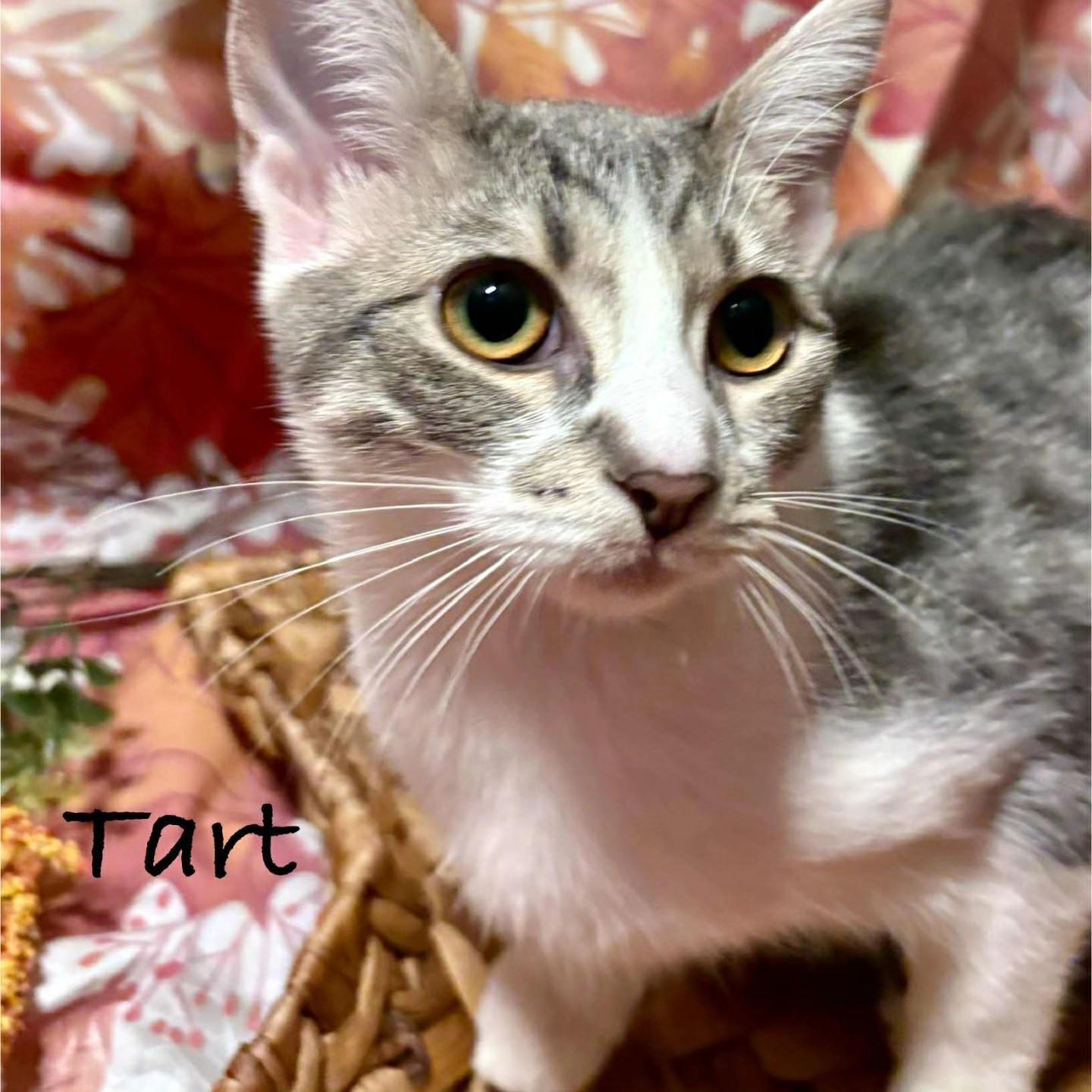 Tart, a Adoptable Domestic Short Hair image 1/6