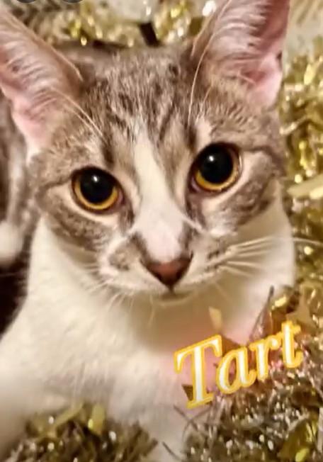 Tart, a Adoptable Domestic Short Hair image 2/6