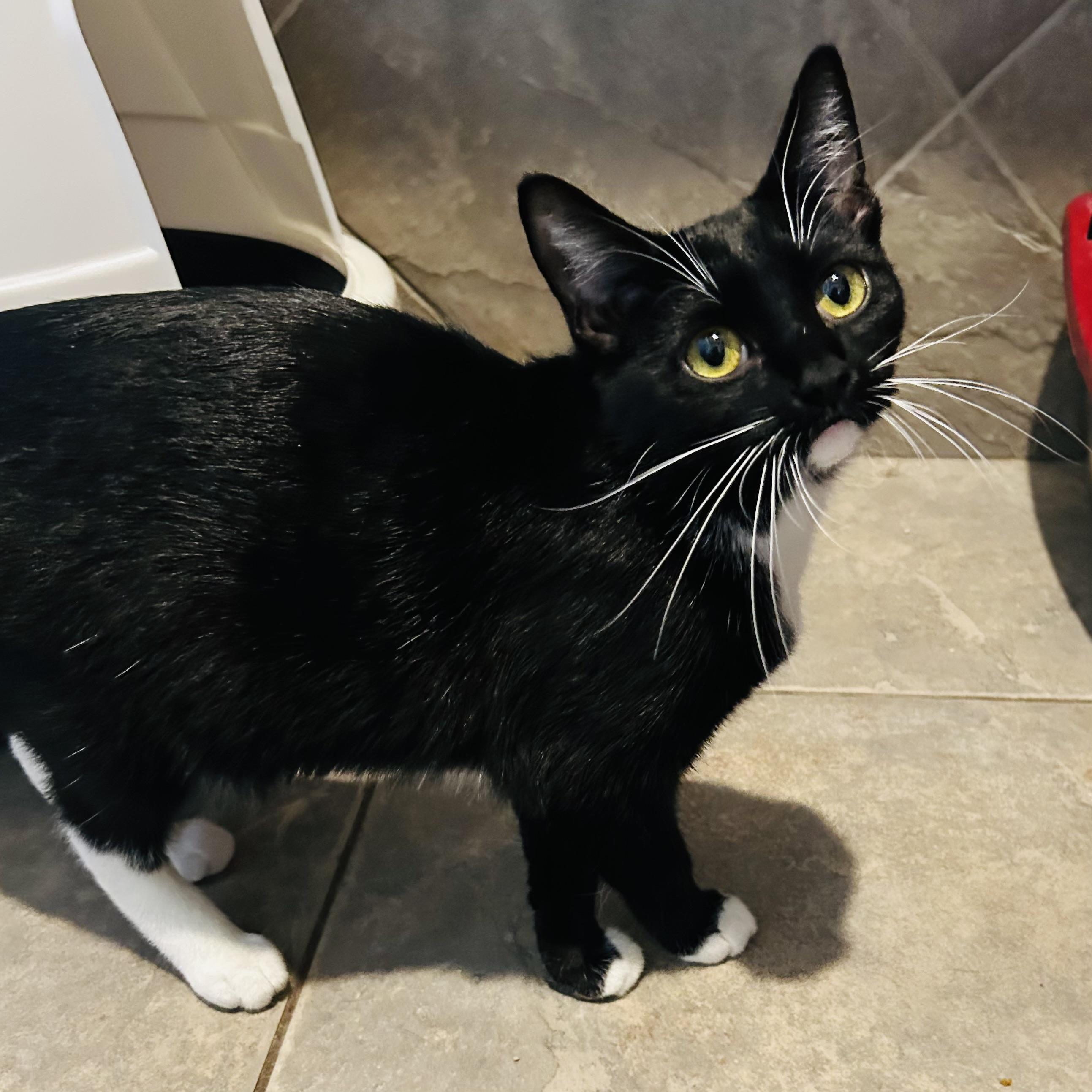 Enlarge Moffie, a Adoptable Domestic Short Hair in Seguin, TX image 1/6