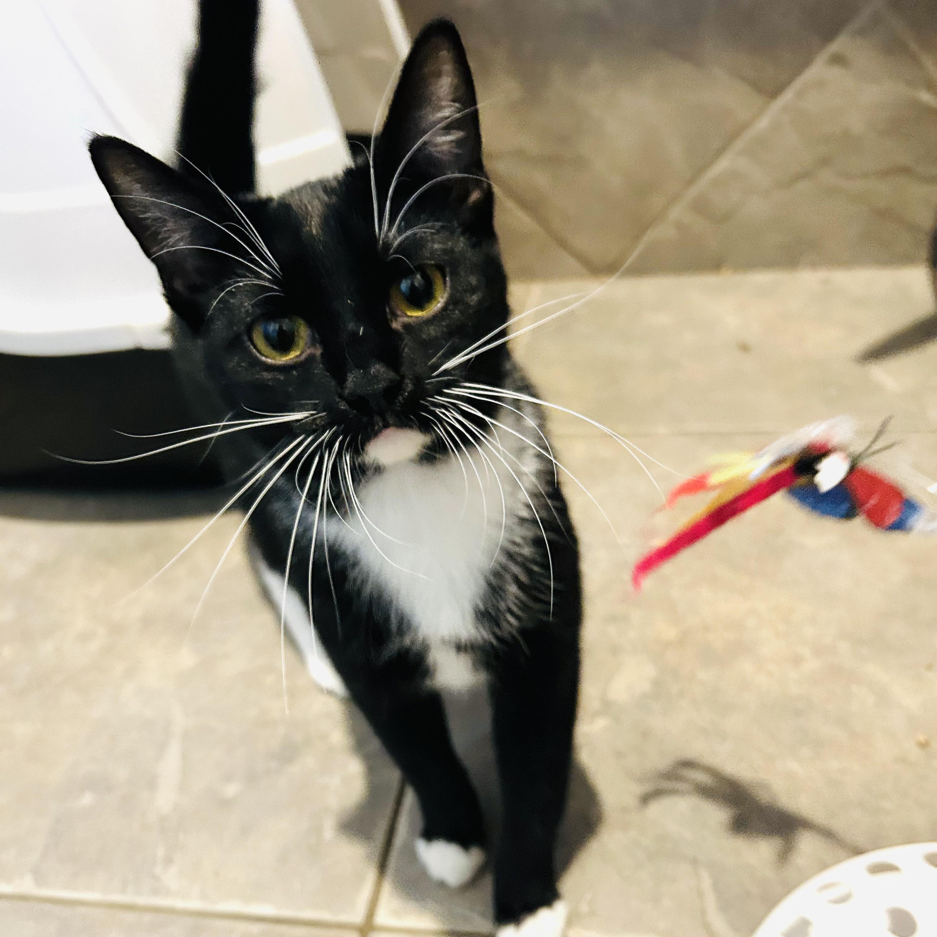 Enlarge Moffie, a Adoptable Domestic Short Hair in Seguin, TX image 2/6