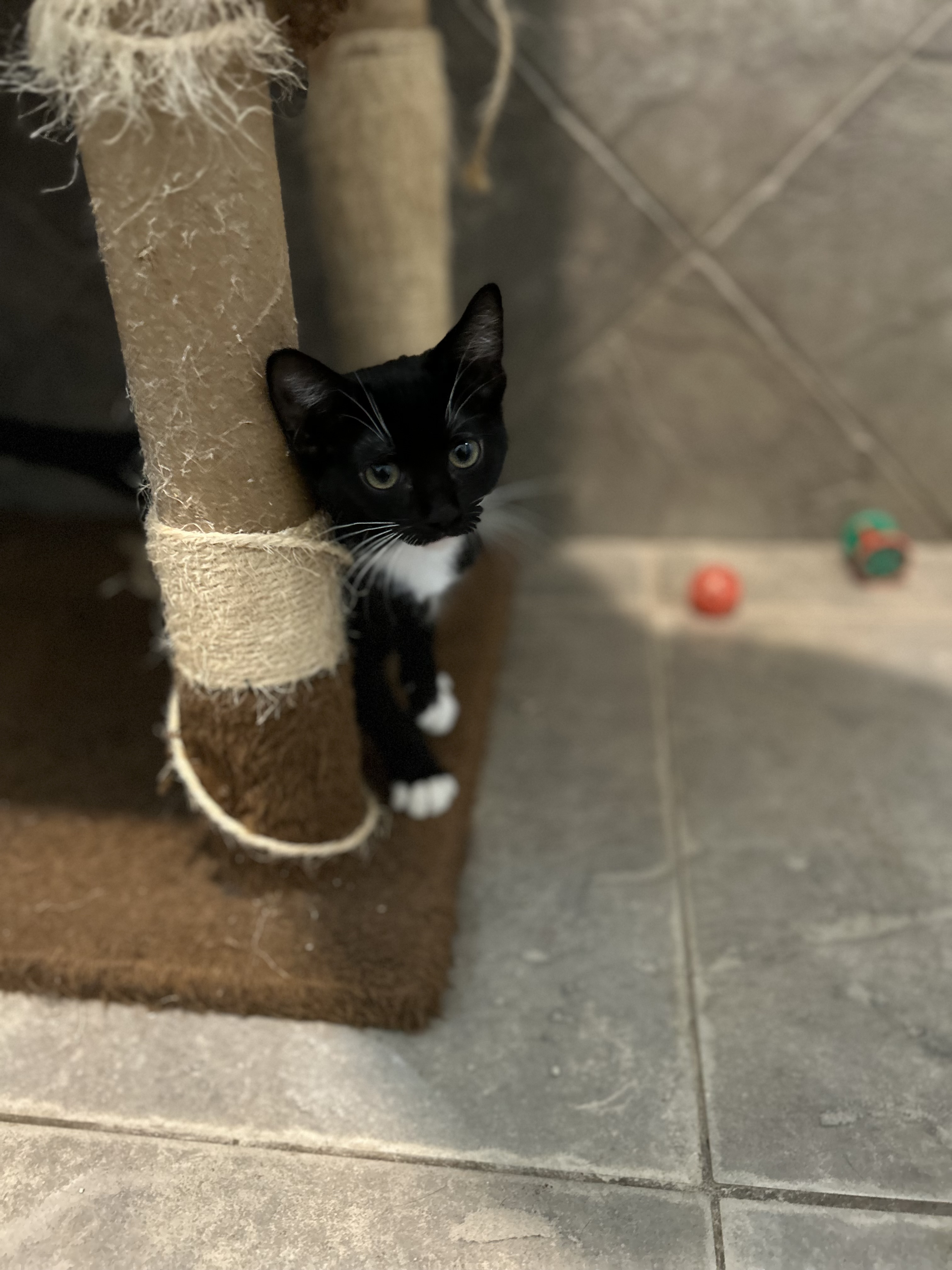 Enlarge Moffie, a Adoptable Domestic Short Hair in Seguin, TX image 5/6