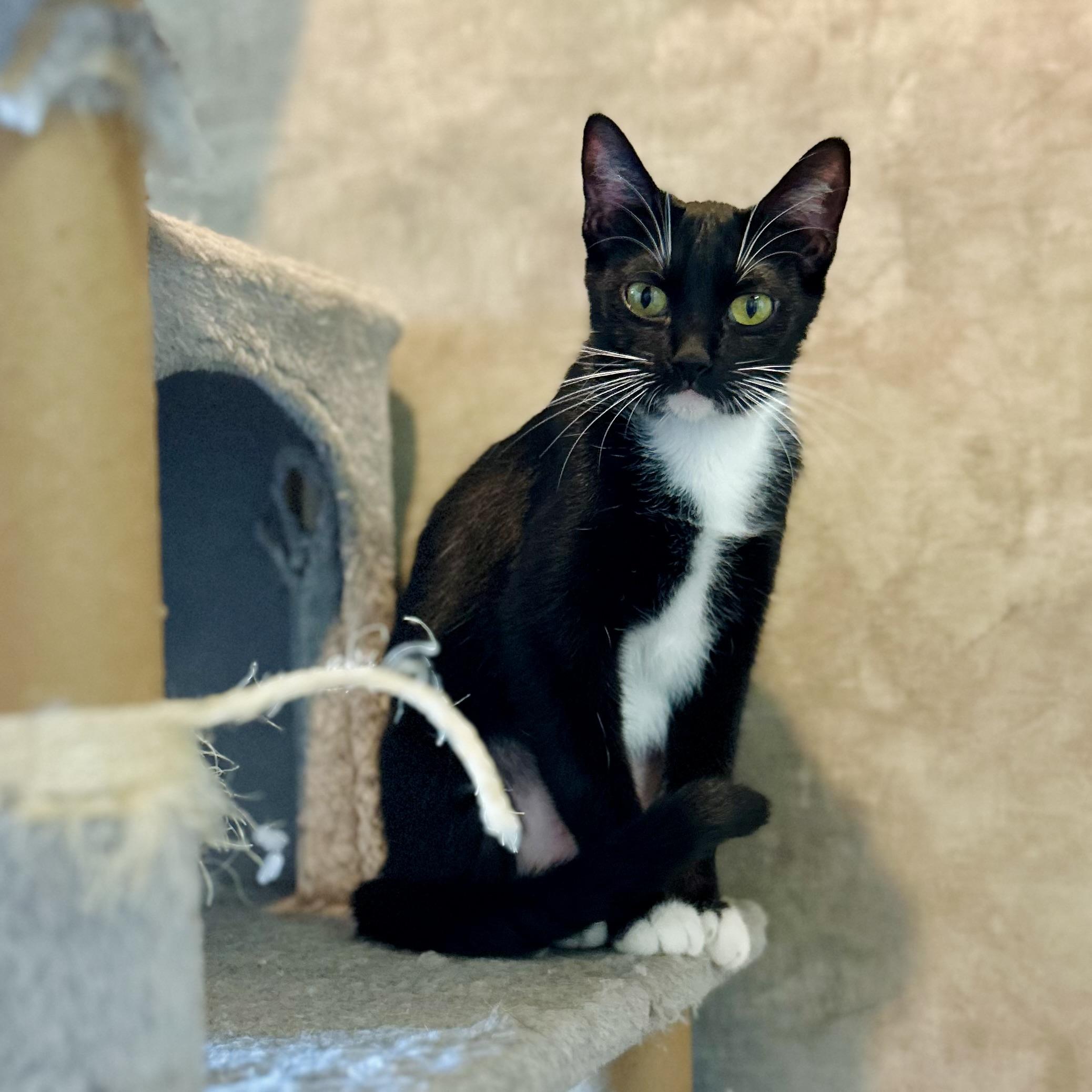 Enlarge Moffie, a Adoptable Domestic Short Hair in Seguin, TX image 2/6