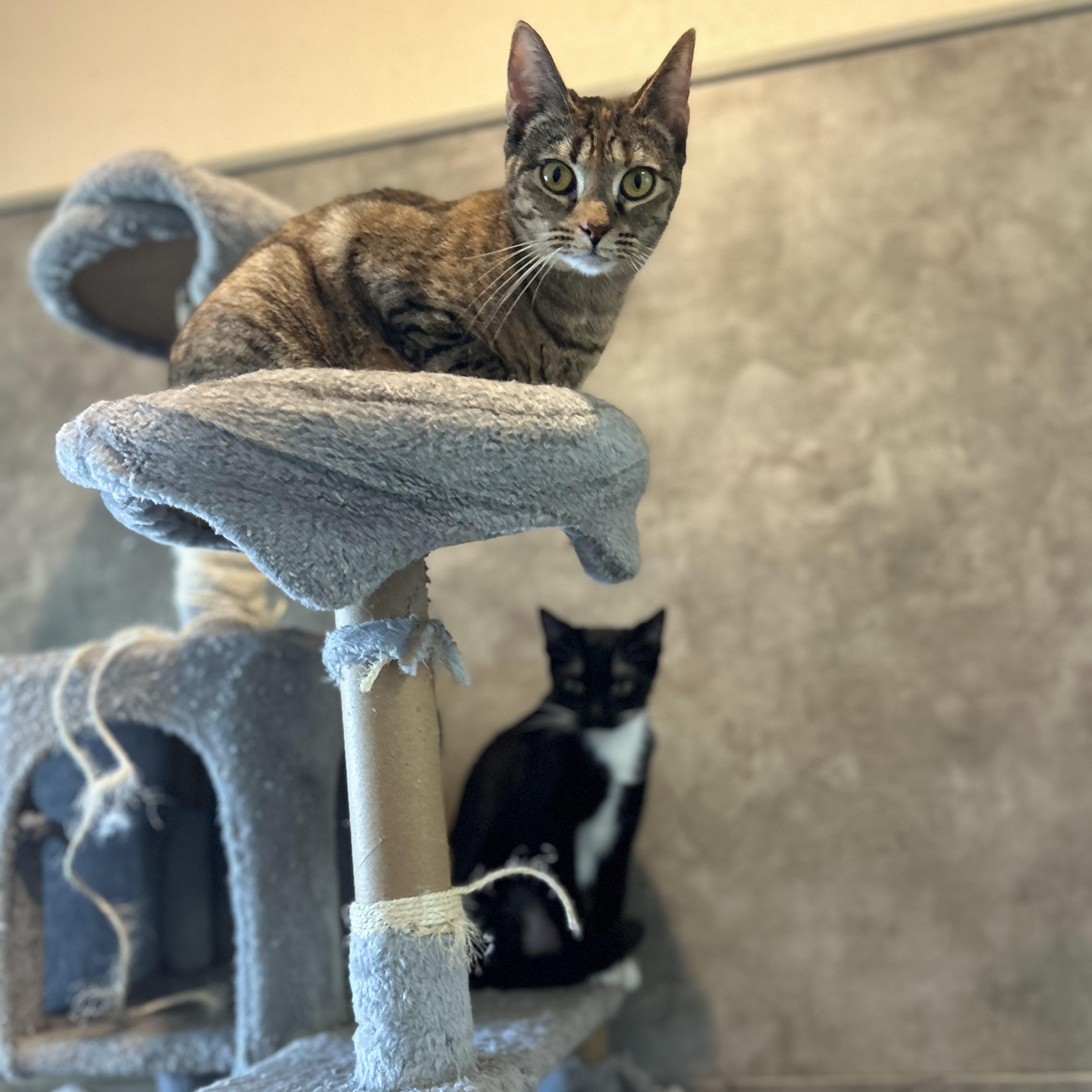 Enlarge Moffie, a Adoptable Domestic Short Hair in Seguin, TX image 3/6