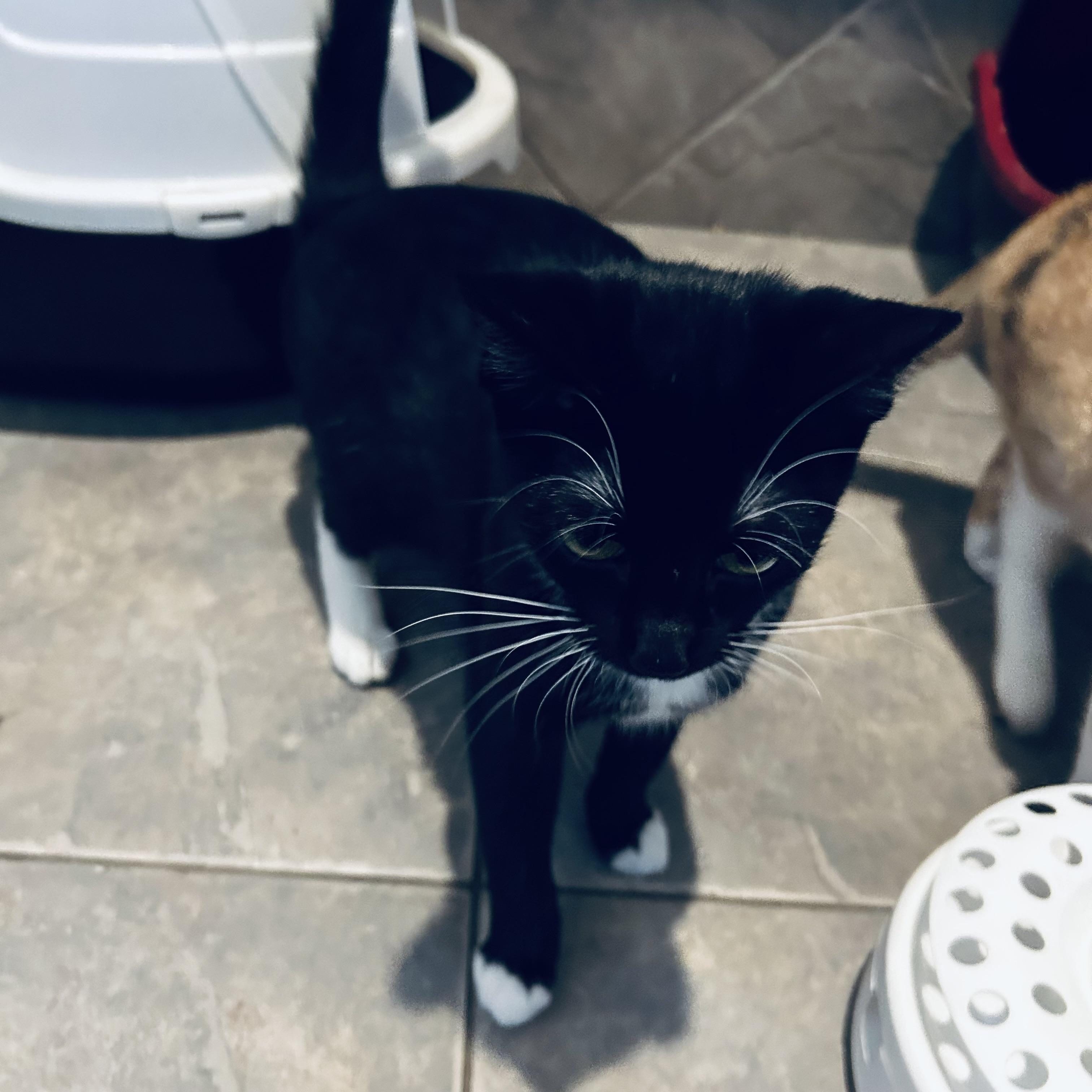 Enlarge Moffie, a Adoptable Domestic Short Hair in Seguin, TX image 3/6