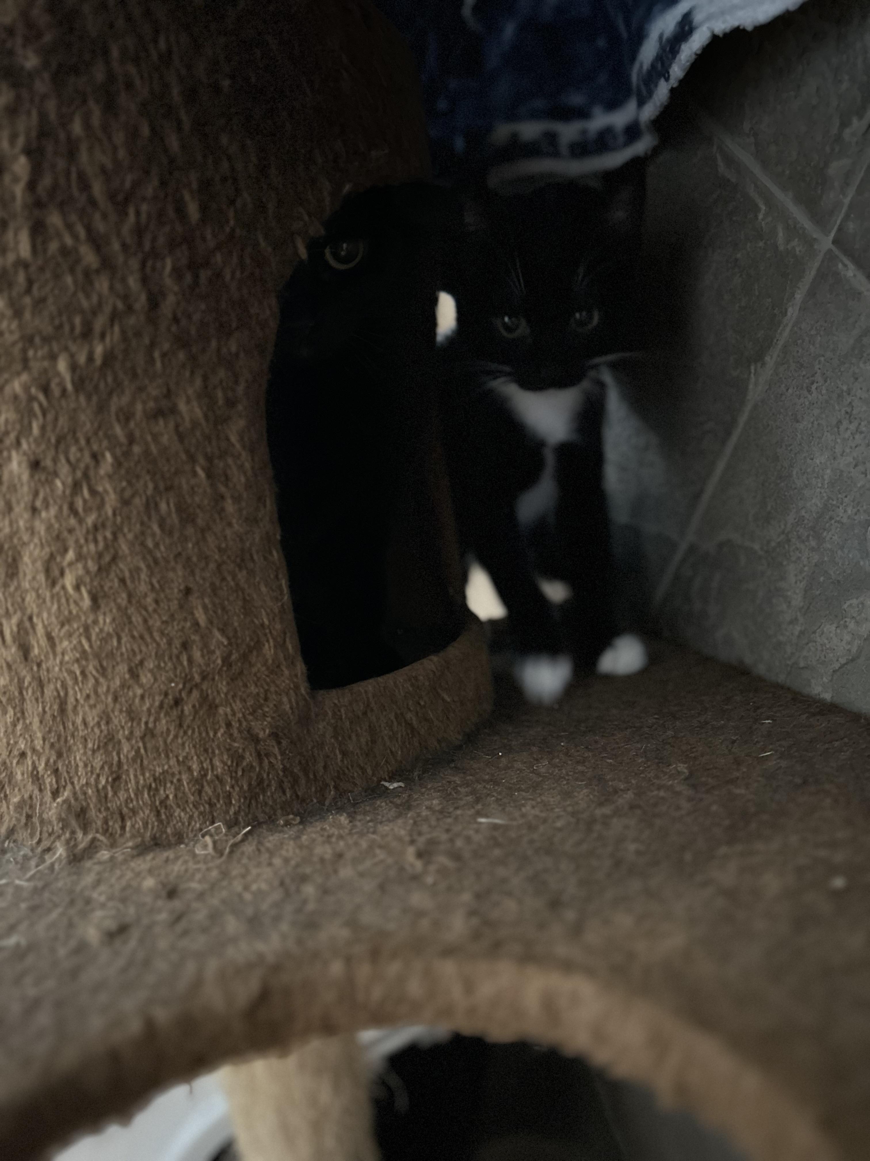 Enlarge Moffie, a Adoptable Domestic Short Hair in Seguin, TX image 6/6