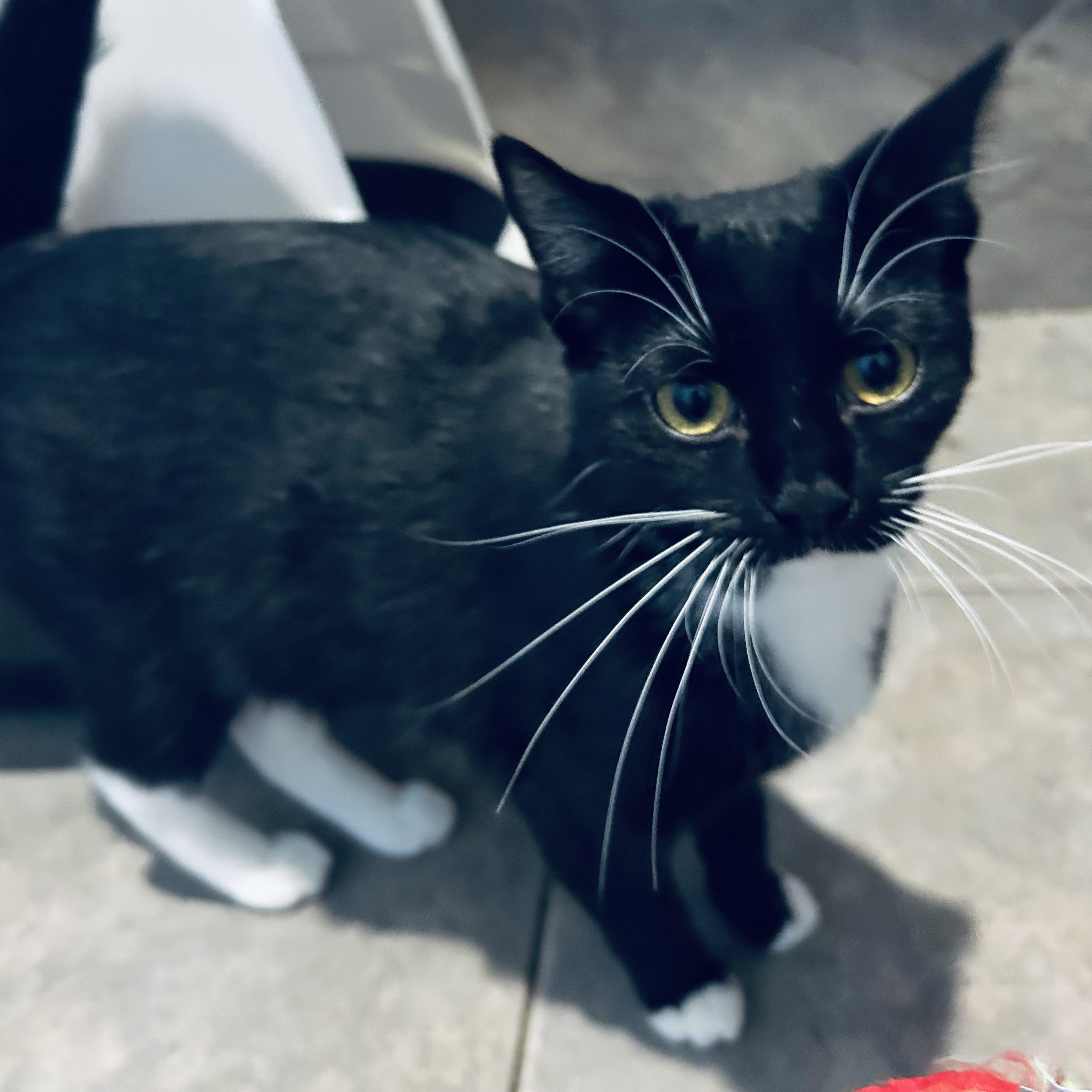 Moffie, Adoptable, Young Female Domestic Short Hair.