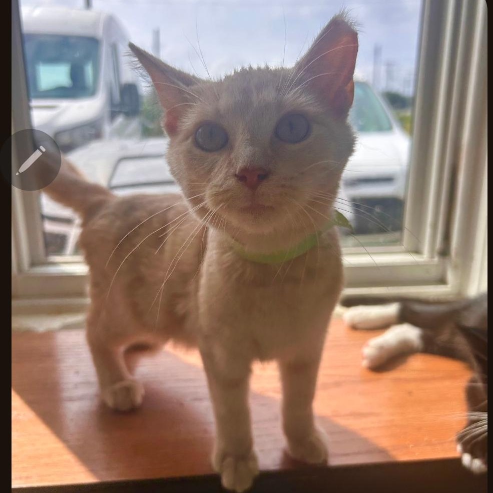 Ginger