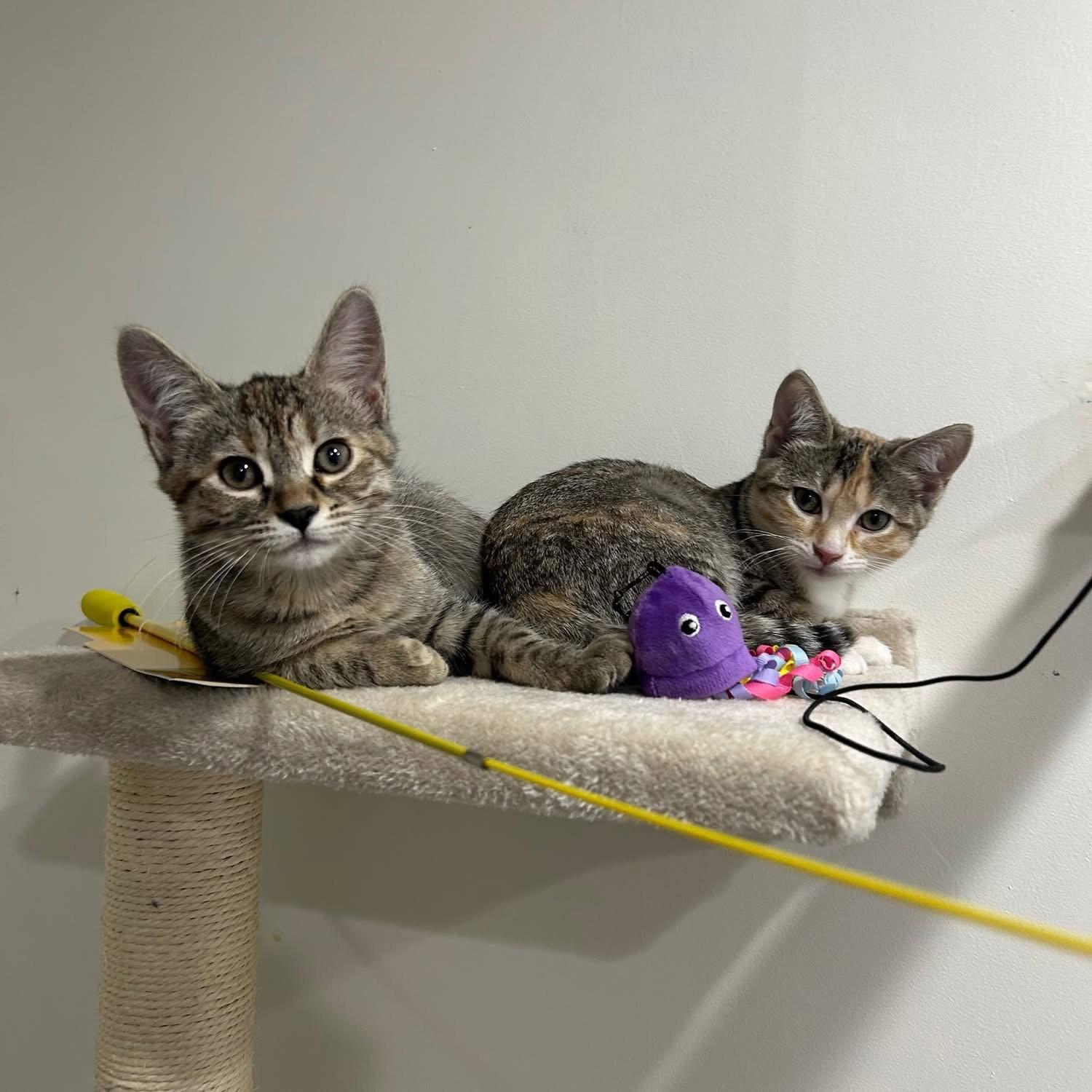 CAT - Winona, Adopted, Kitten Female Domestic Short Hair.
