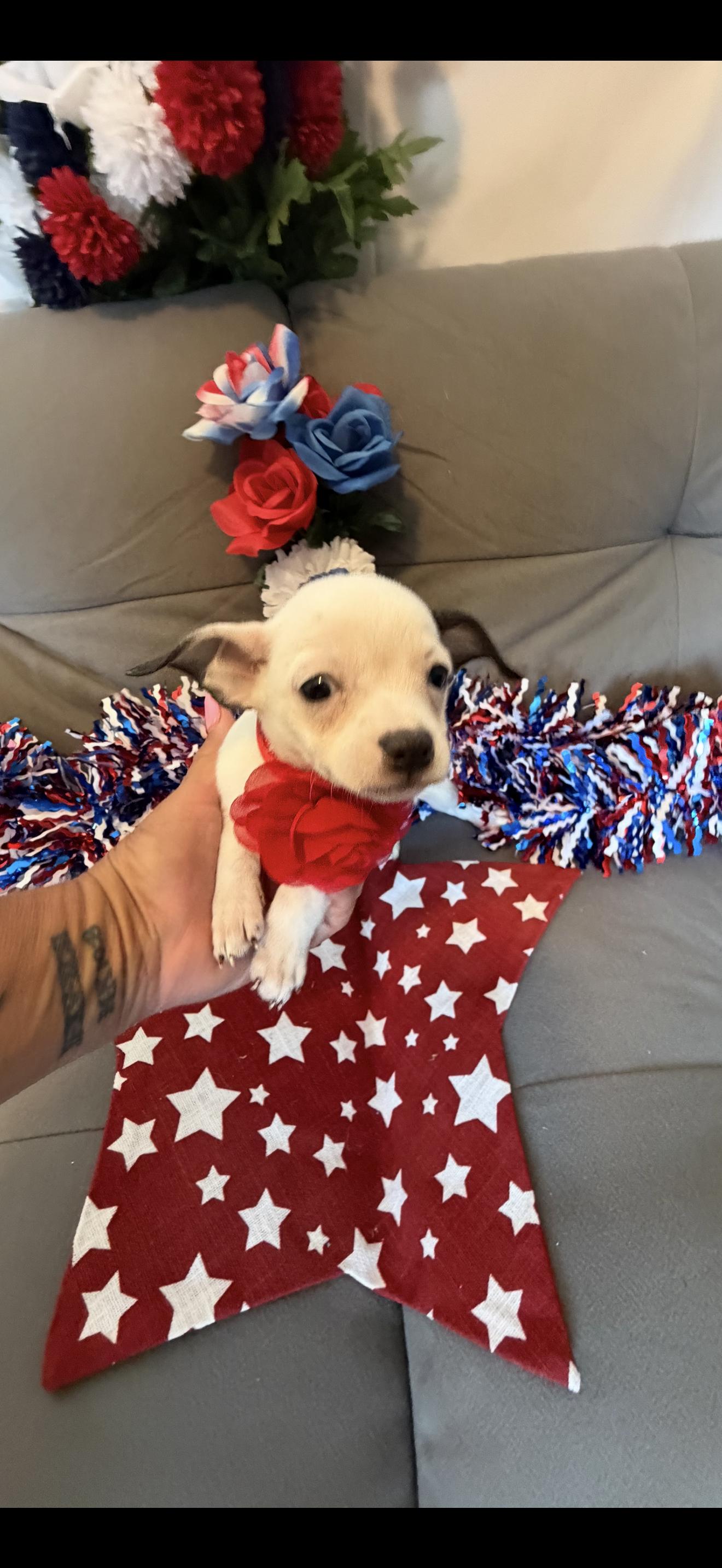Bell, a ADOPTABLE mixed breed in Cottonwood, CA image 2/6