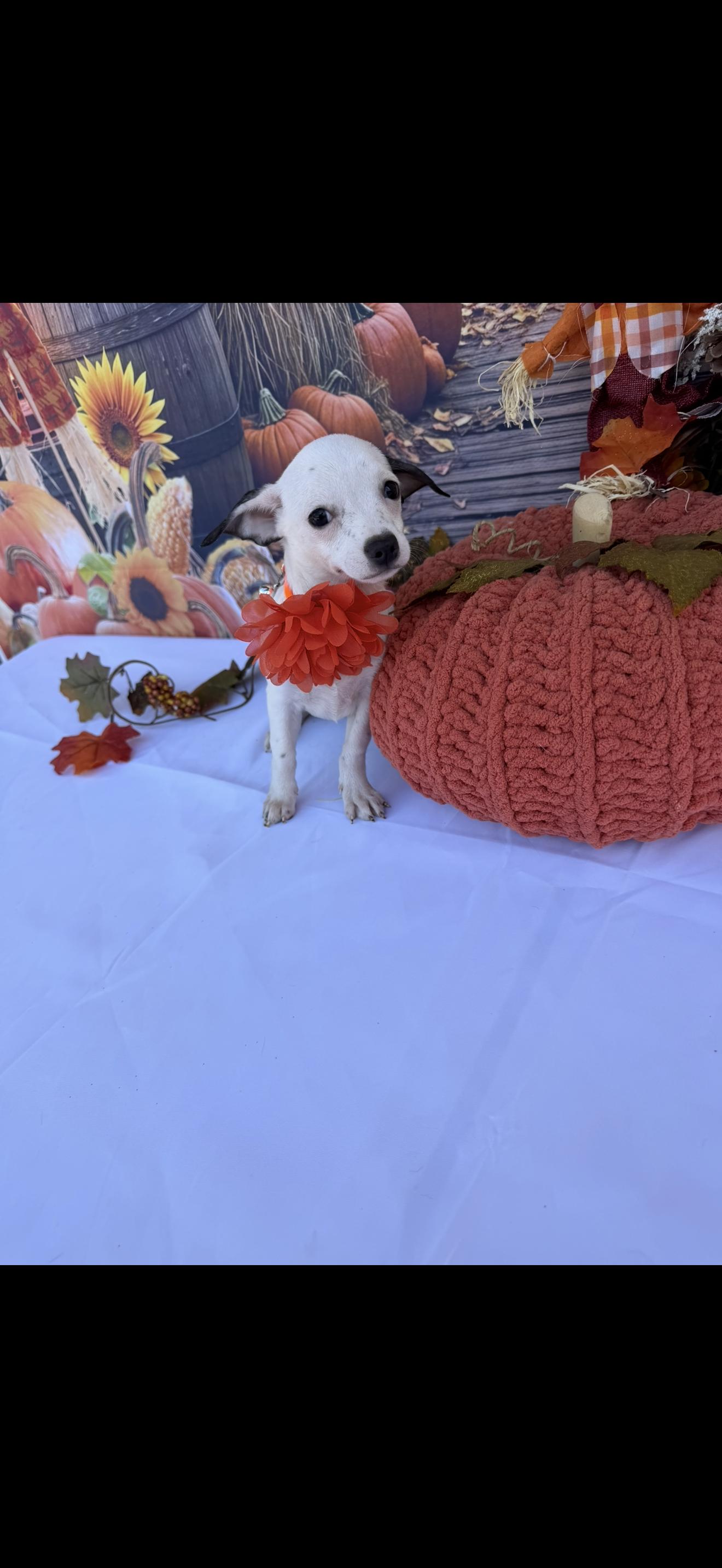 Enlarge Bell, a Adoptable mixed breed in Cottonwood, CA image 3/6