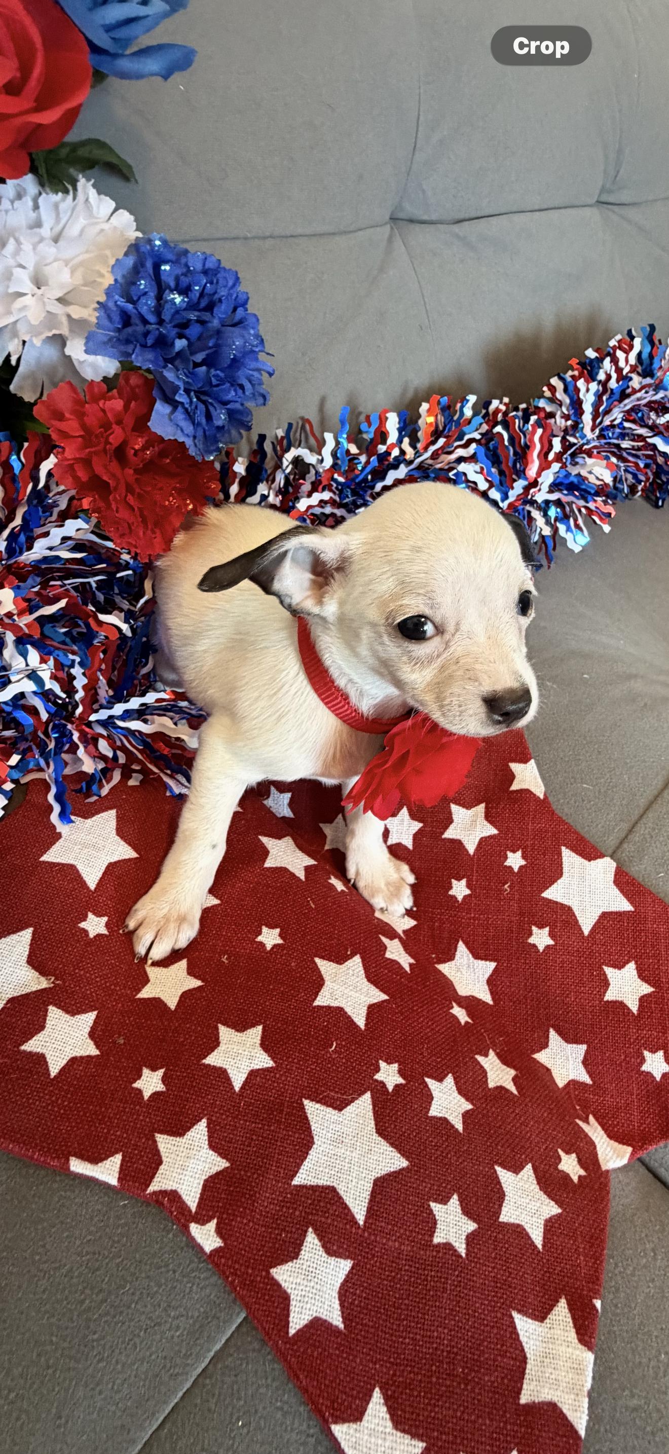 Bell, ADOPTABLE, Puppy Female Boston Terrier & Chihuahua.